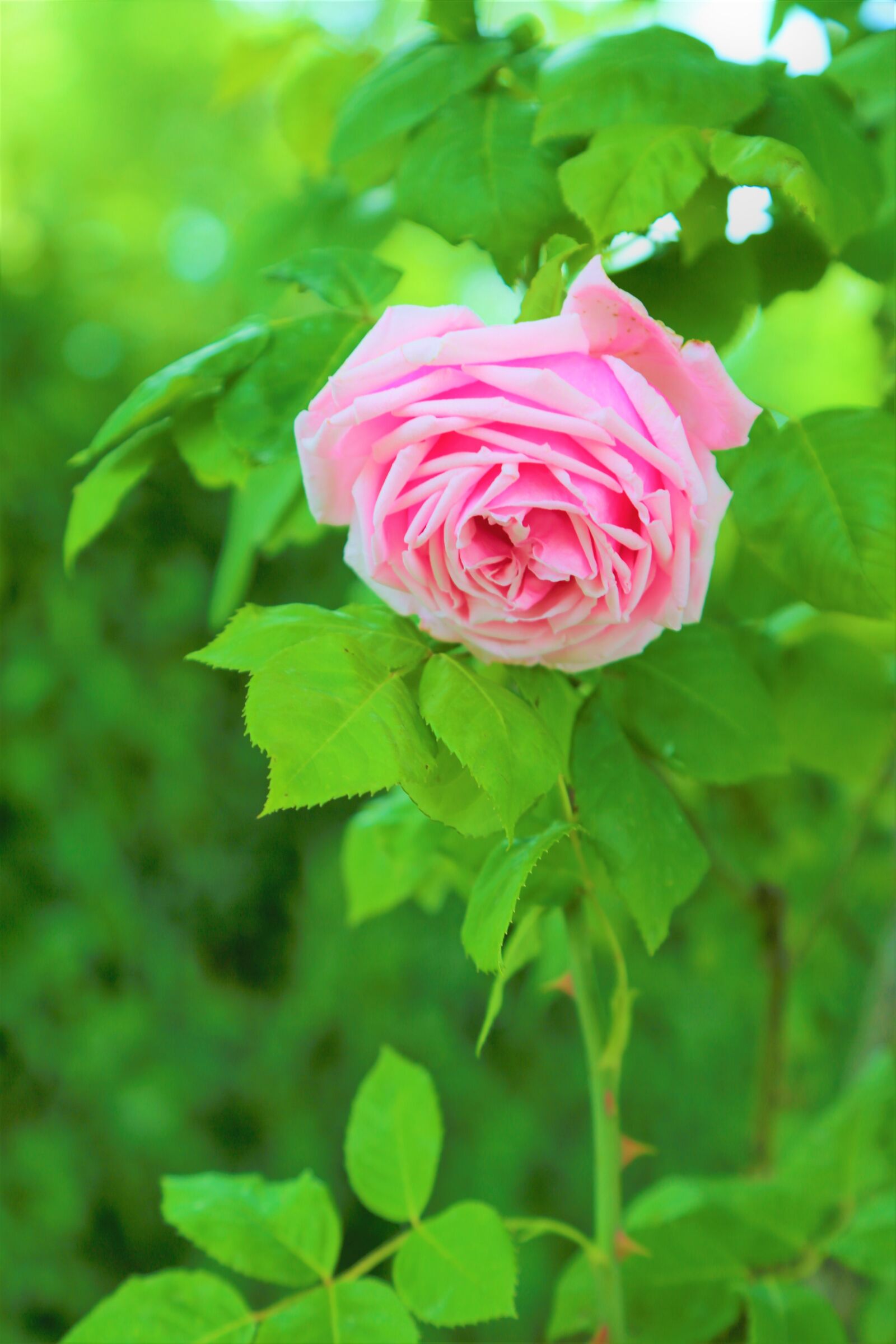 Canon EOS 5D Mark III sample photo. Rose, color, nature photography