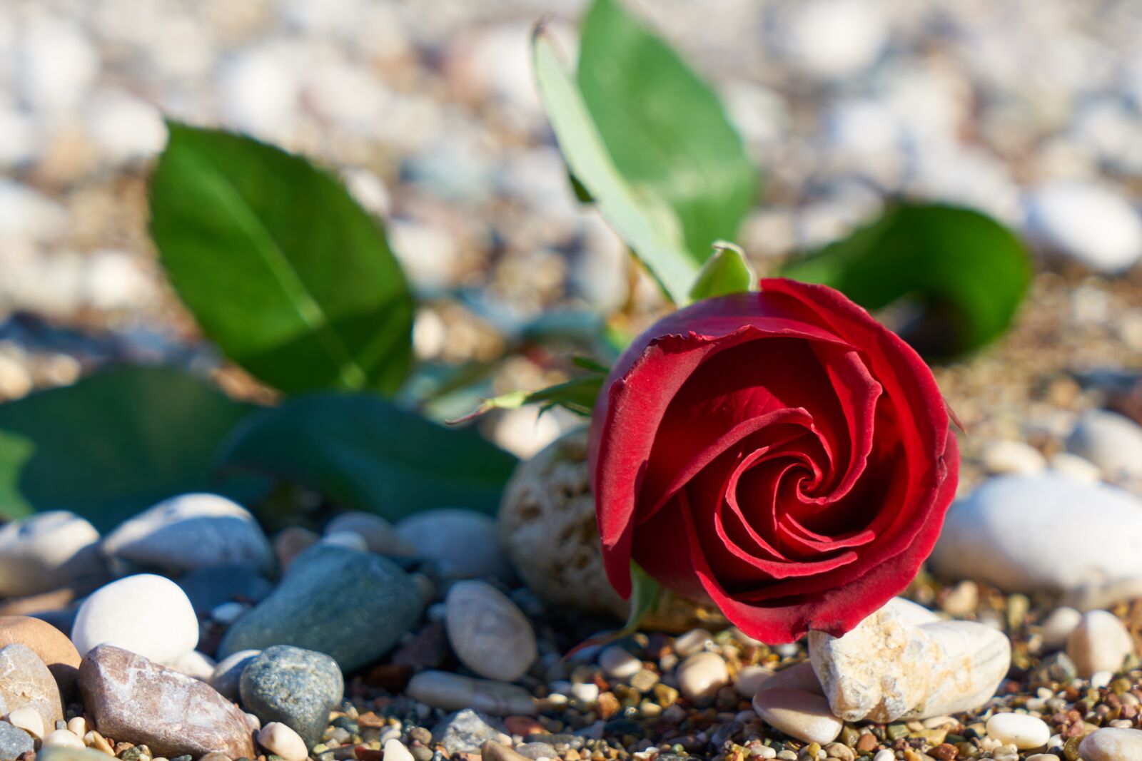 Sony a7R II sample photo. Valentine's day, love, romance photography