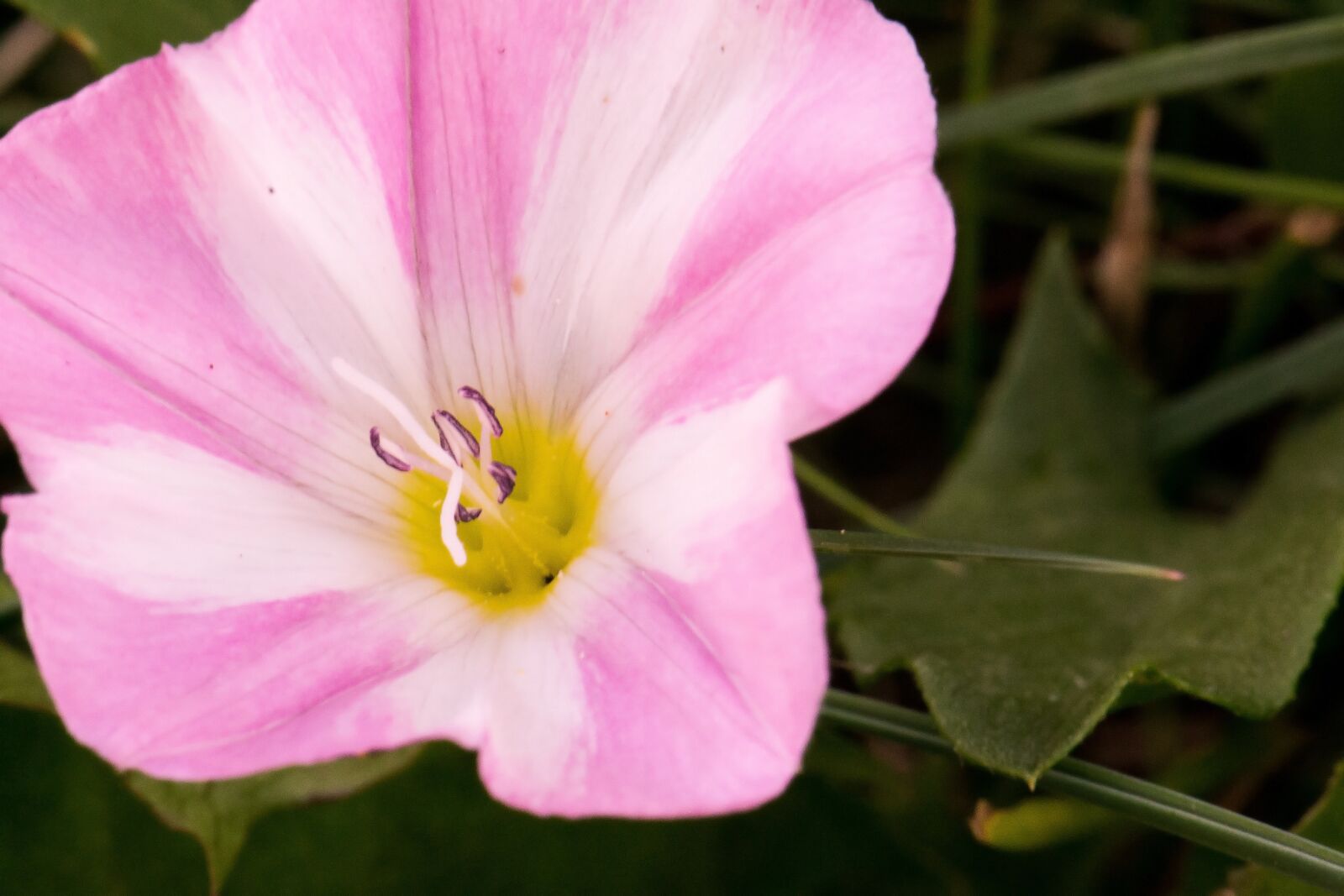 Nikon D3100 sample photo. Flower, bindweed, pink photography