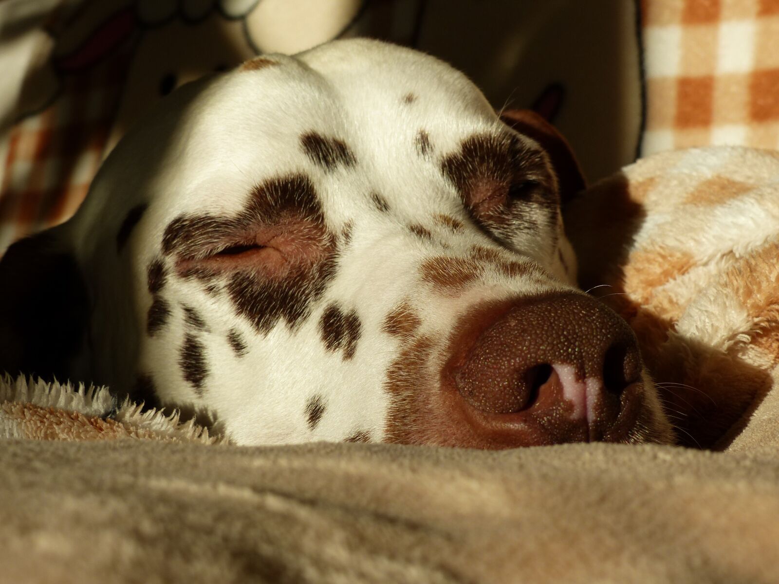 Panasonic Lumix DMC-FZ200 sample photo. Dalmatians, dog, animal photography