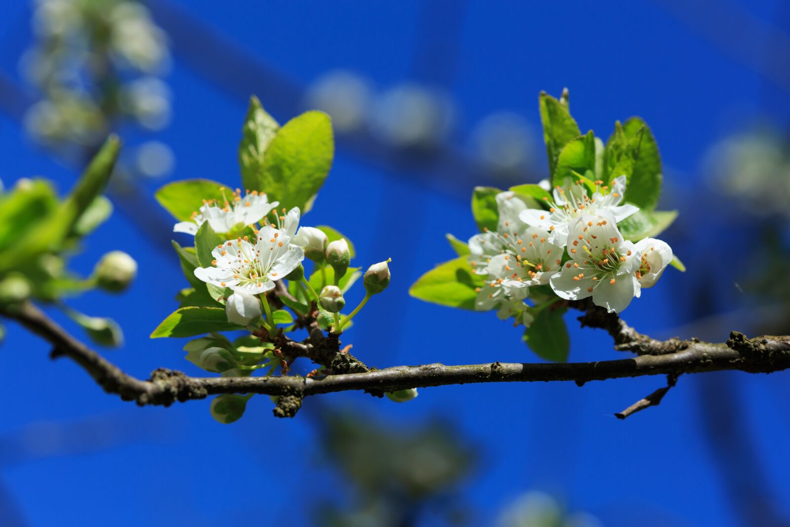 Canon EF 100mm F2.8 Macro USM sample photo. Prunus, tree, flower photography