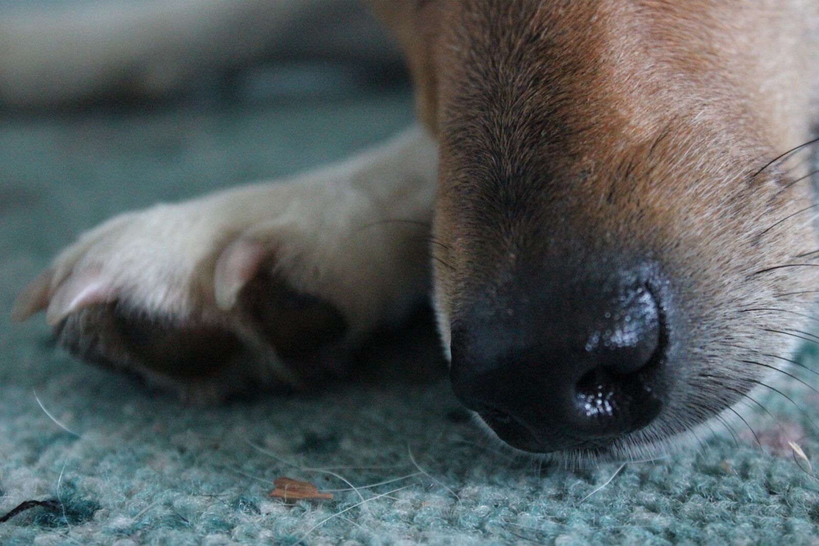 Canon EOS 600D (Rebel EOS T3i / EOS Kiss X5) sample photo. Dog, canon eos600d, 18-55 photography
