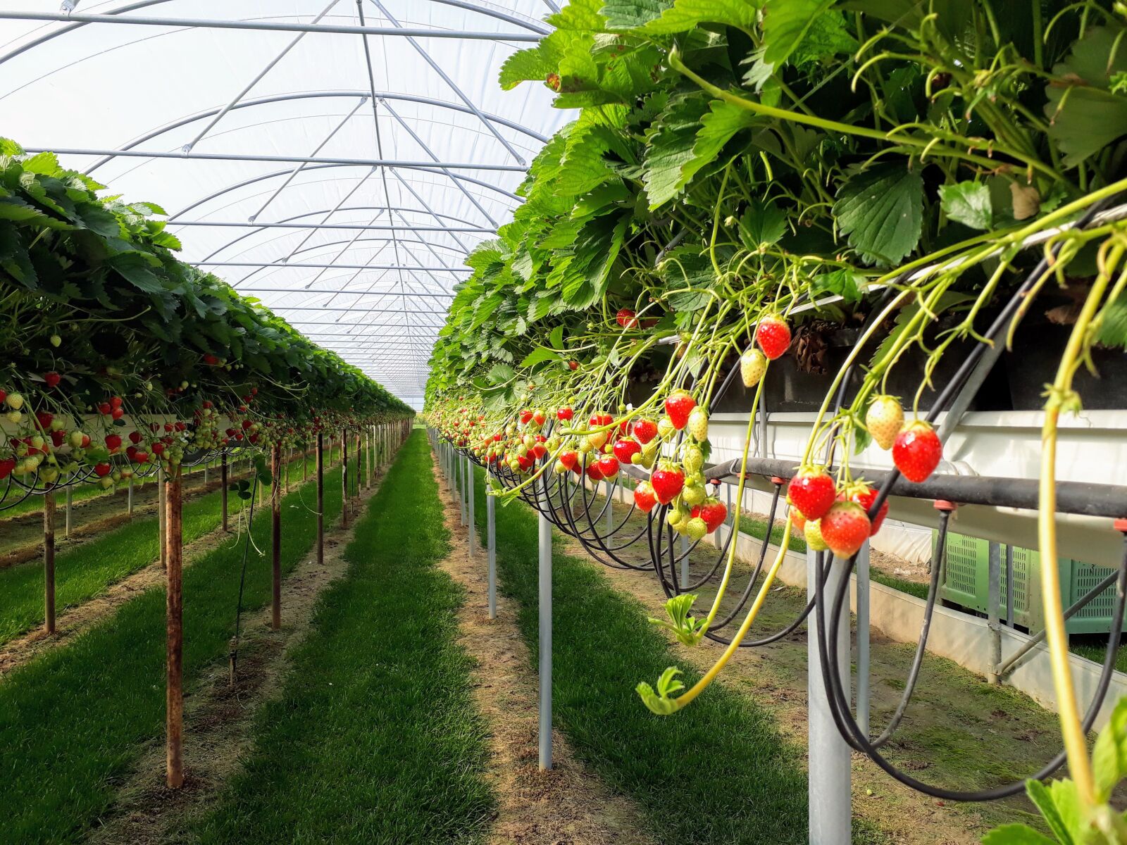 Samsung Galaxy A3(2017) sample photo. Strawberries, agriculture, fruit photography
