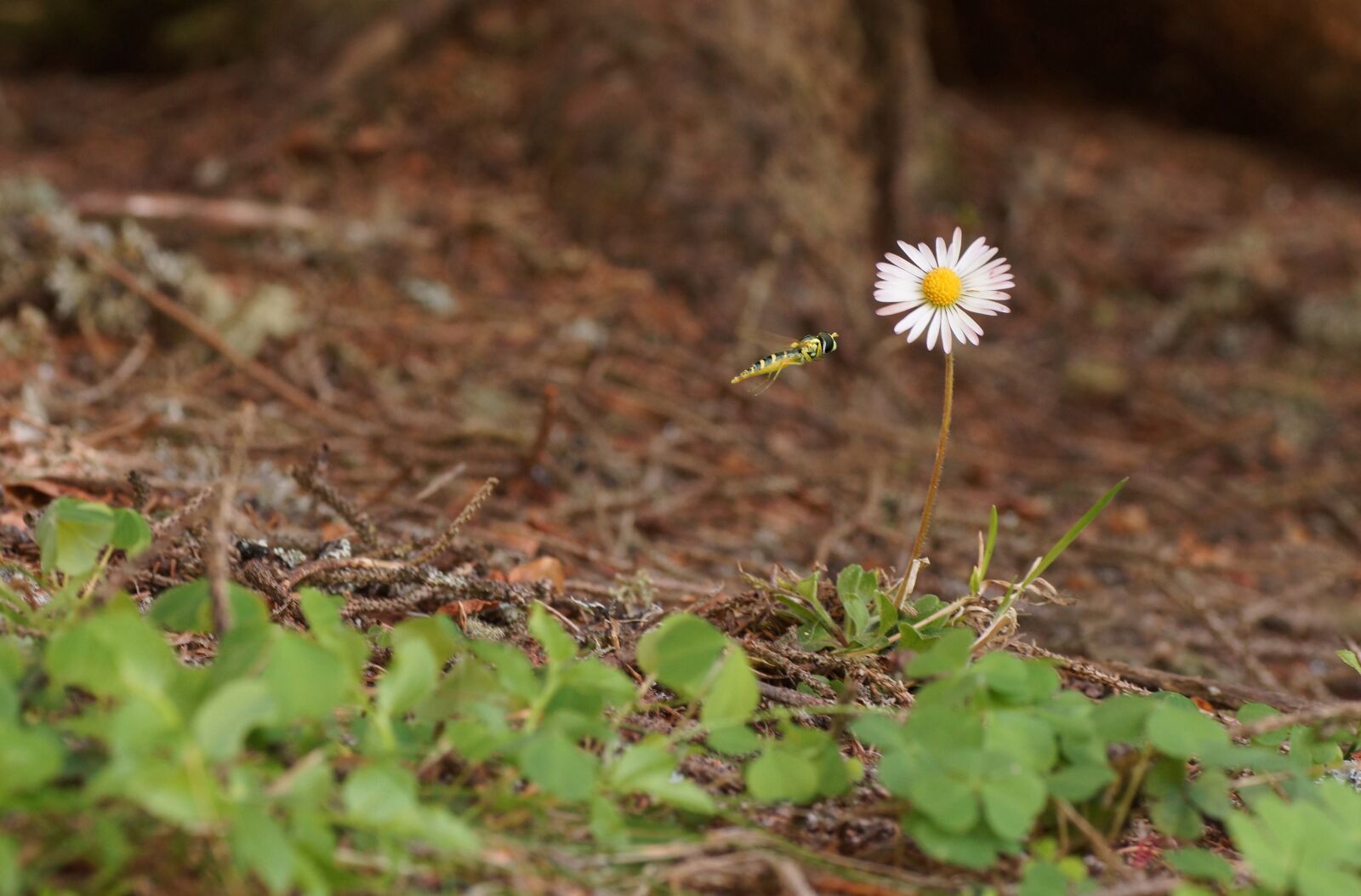 Sony SLT-A65 (SLT-A65V) sample photo. G nsbl mchen, flower photography