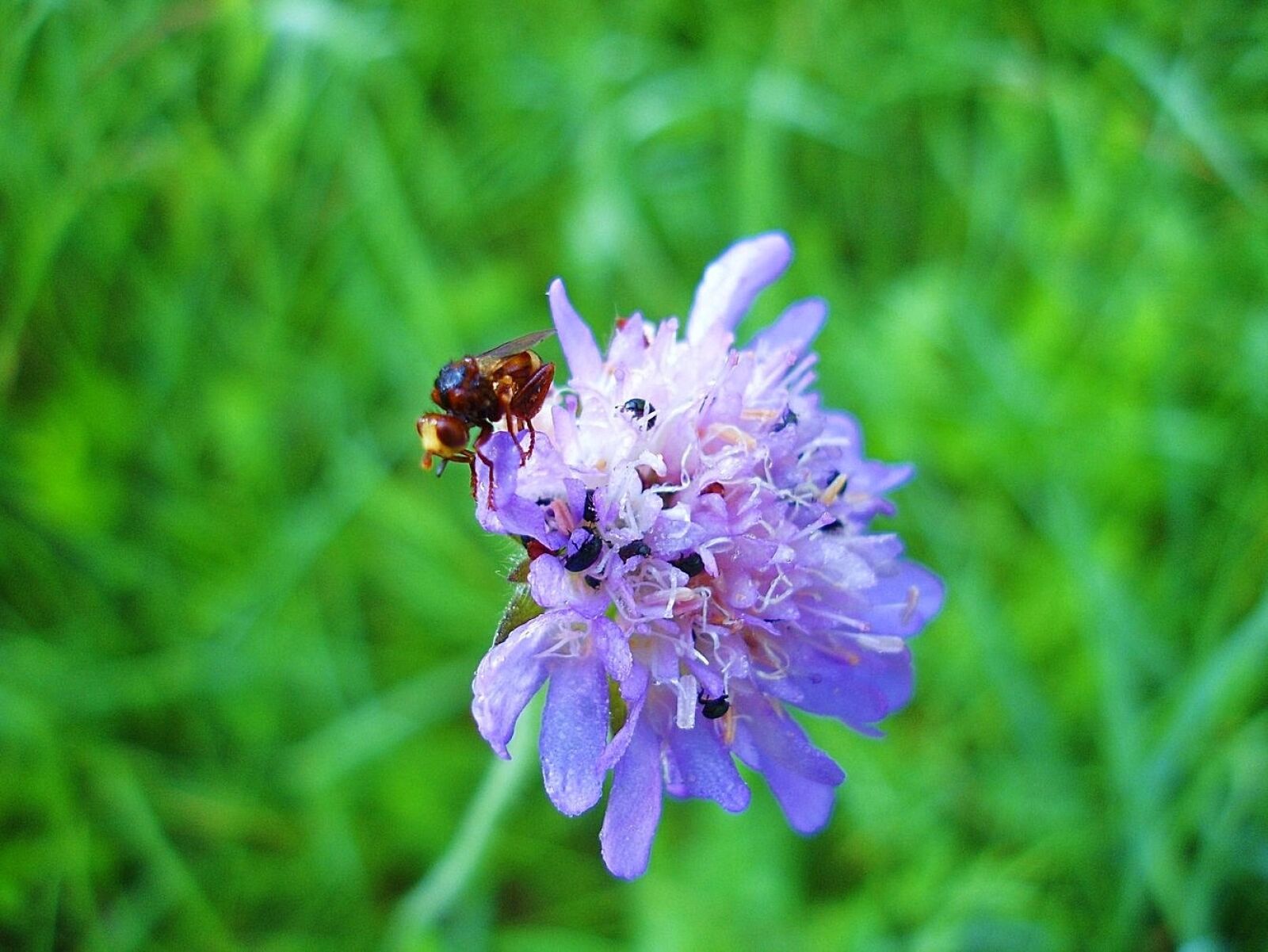 Sony DSC-P200 sample photo. Meadow, insect, close up photography