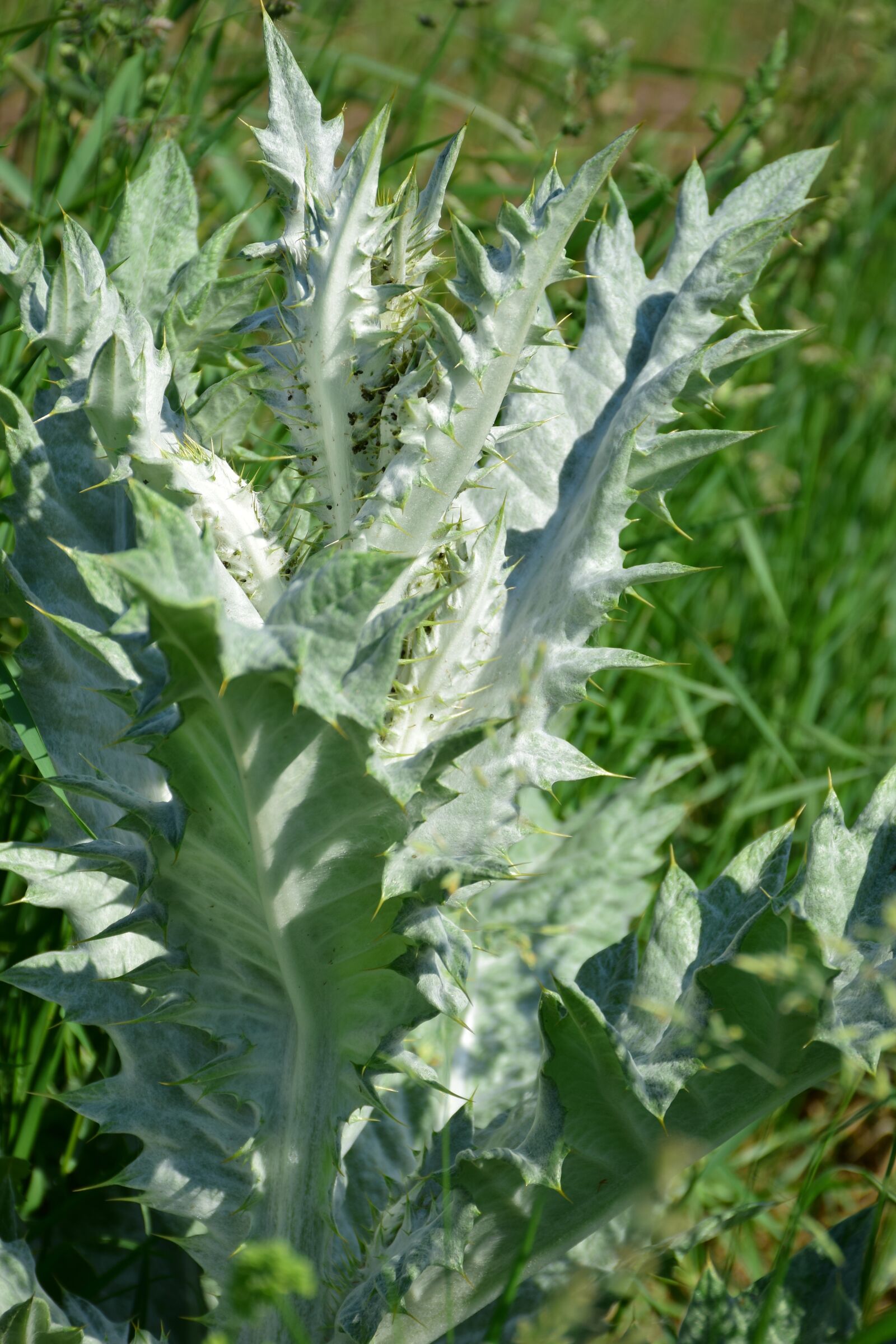 Nikon D5300 sample photo. Silver thistle, close up photography