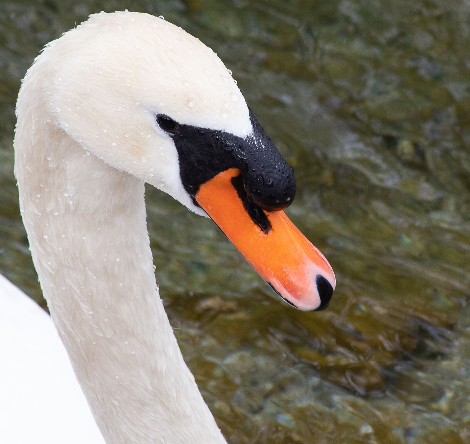 Canon EOS 6D Mark II sample photo. Swan, bird, animal photography