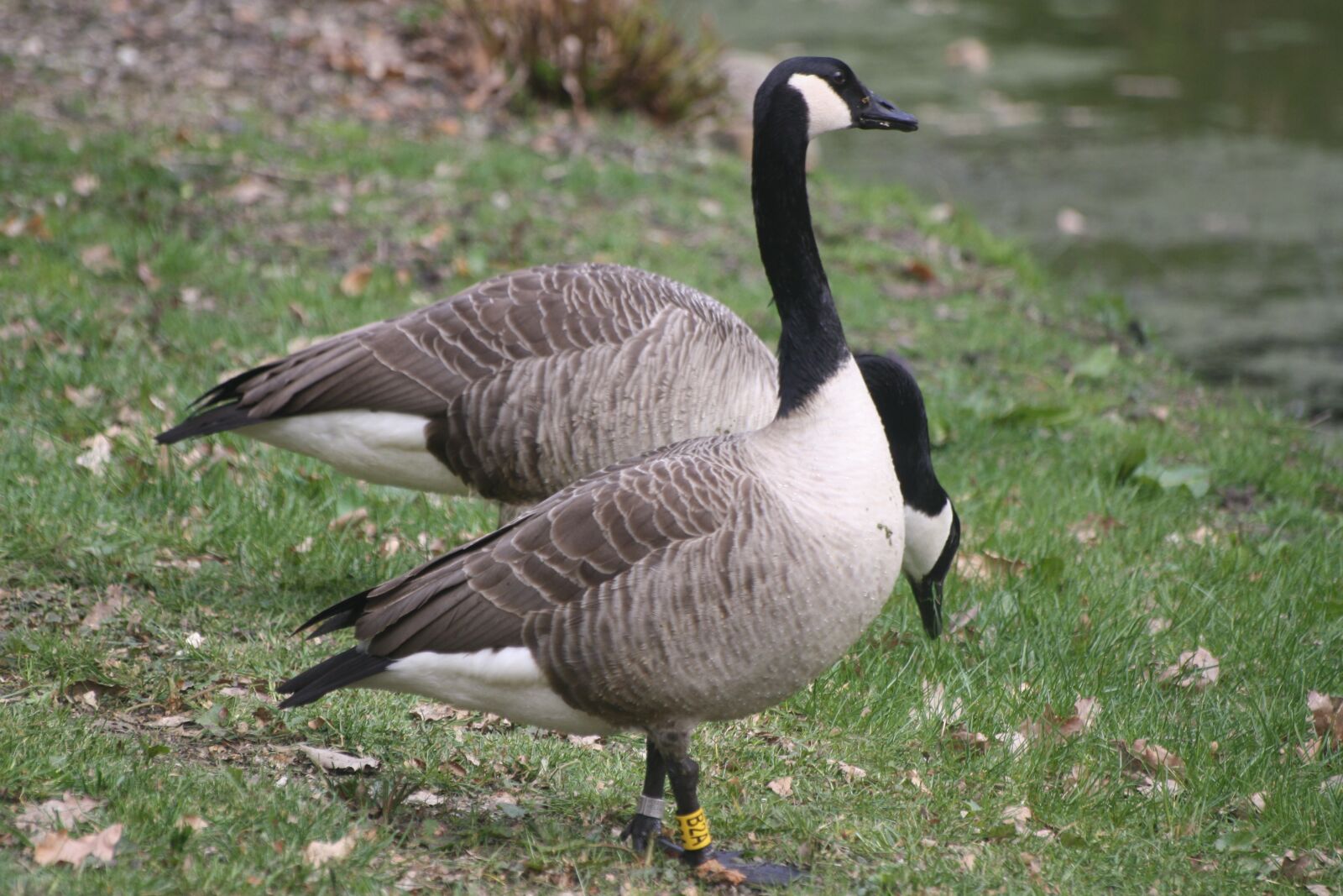 Canon EOS 1000D (EOS Digital Rebel XS / EOS Kiss F) sample photo. Canada geese, animals, waterfowl photography
