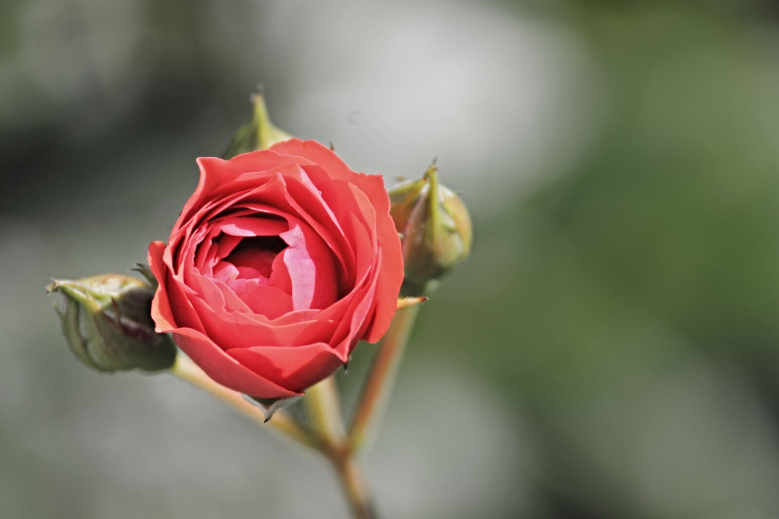 Canon EOS 1100D (EOS Rebel T3 / EOS Kiss X50) sample photo. Rose, blossom, bloom photography
