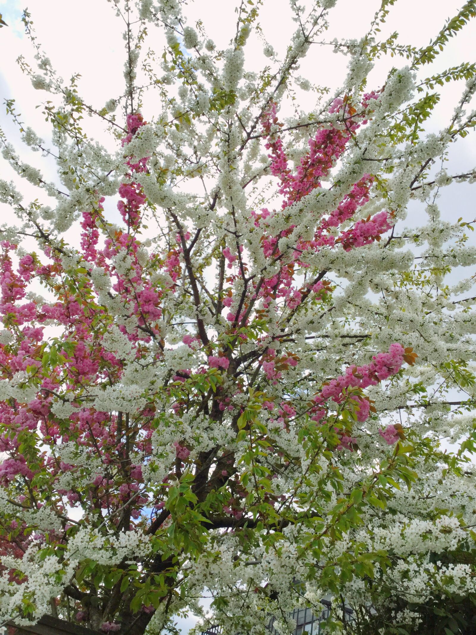 Apple iPod touch sample photo. Blossoms, white, pink photography