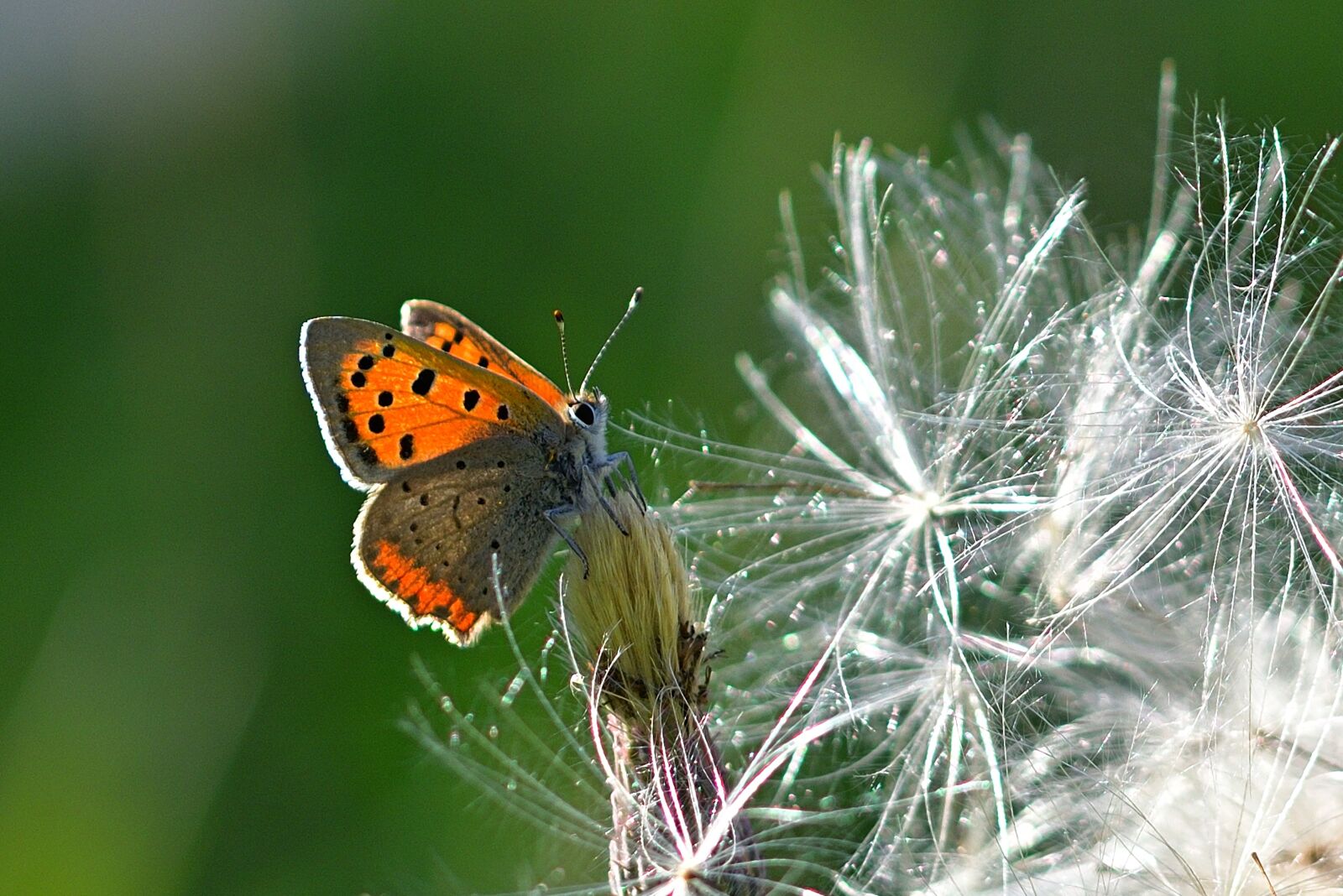 Nikon D5200 sample photo. Butterfly, fire falter, common photography