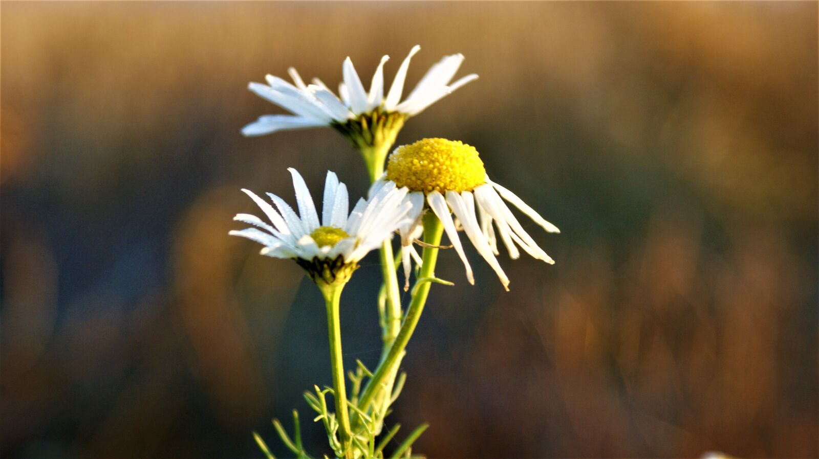 Sony Alpha DSLR-A350 sample photo. Flowers, flora, winter photography