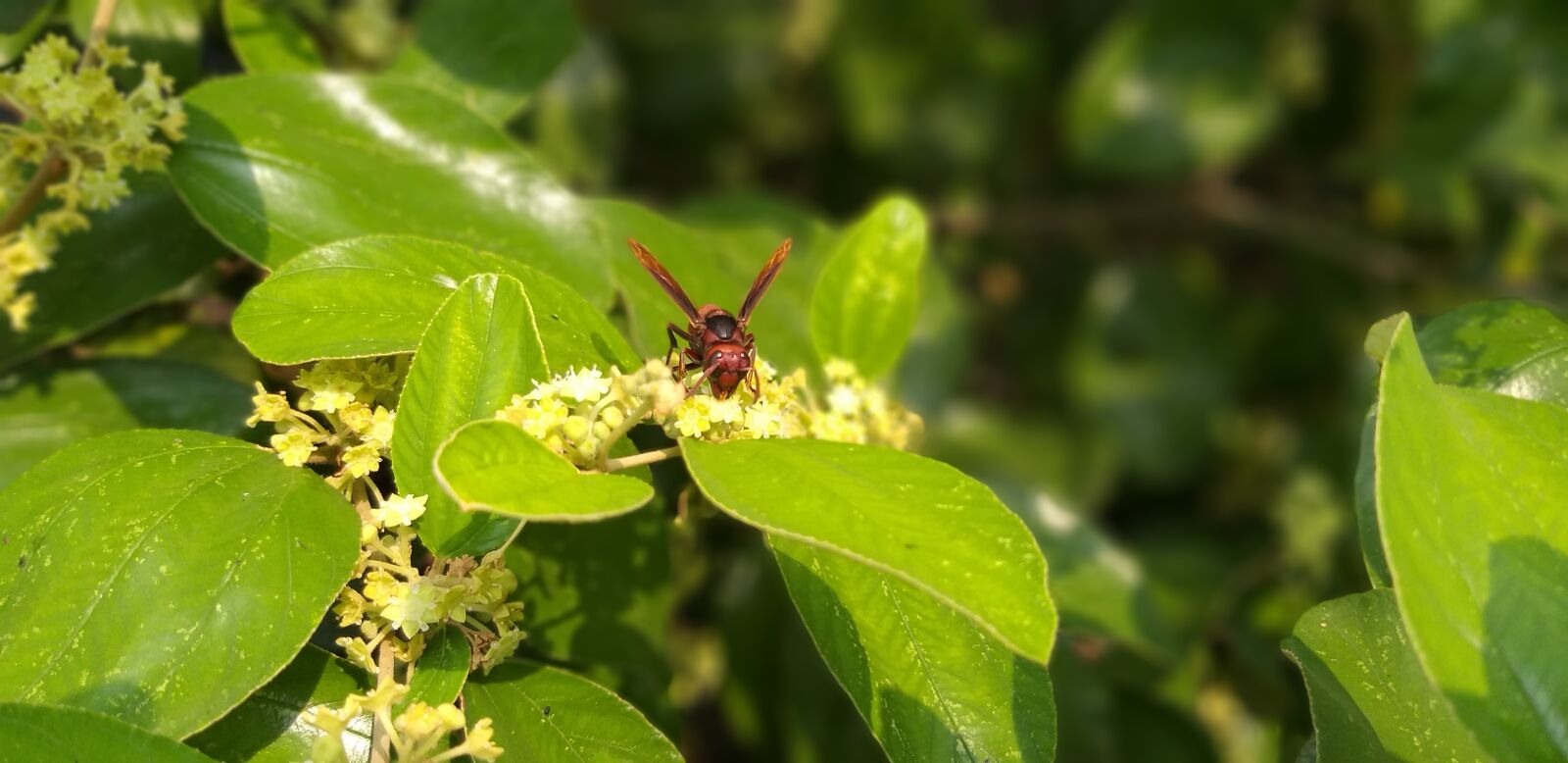 Samsung Galaxy J8 sample photo. Insects, nature, bees photography