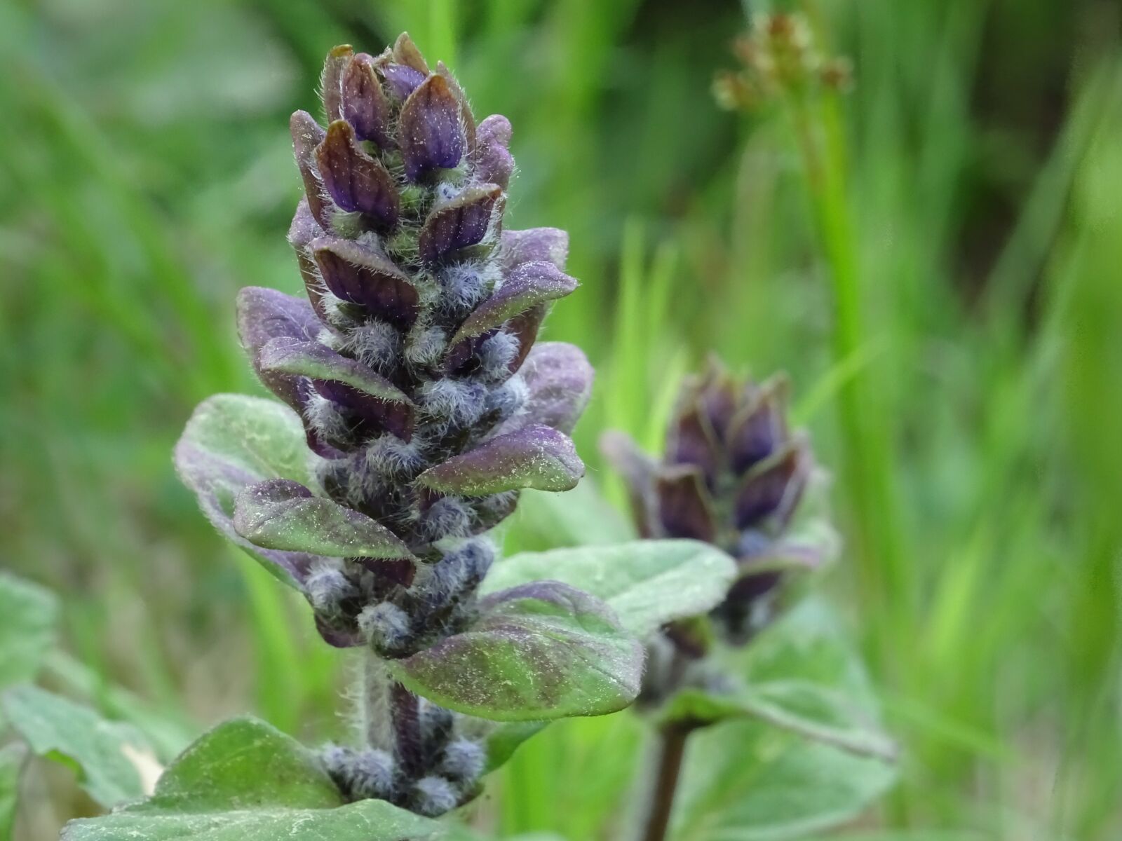 Sony DSC-HX60 sample photo. Plant, small, small plant photography