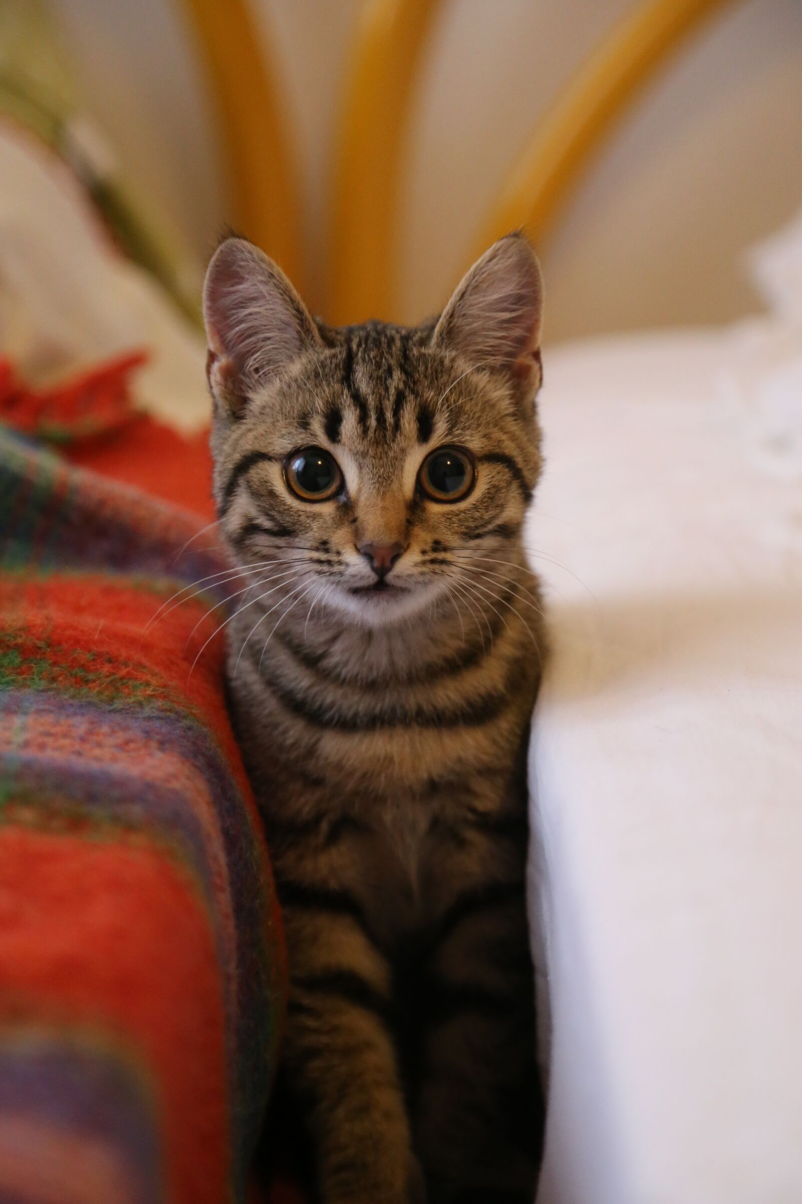 Canon EOS 6D + Canon EF 24-105mm F4L IS USM sample photo. Cat, animals, cute photography