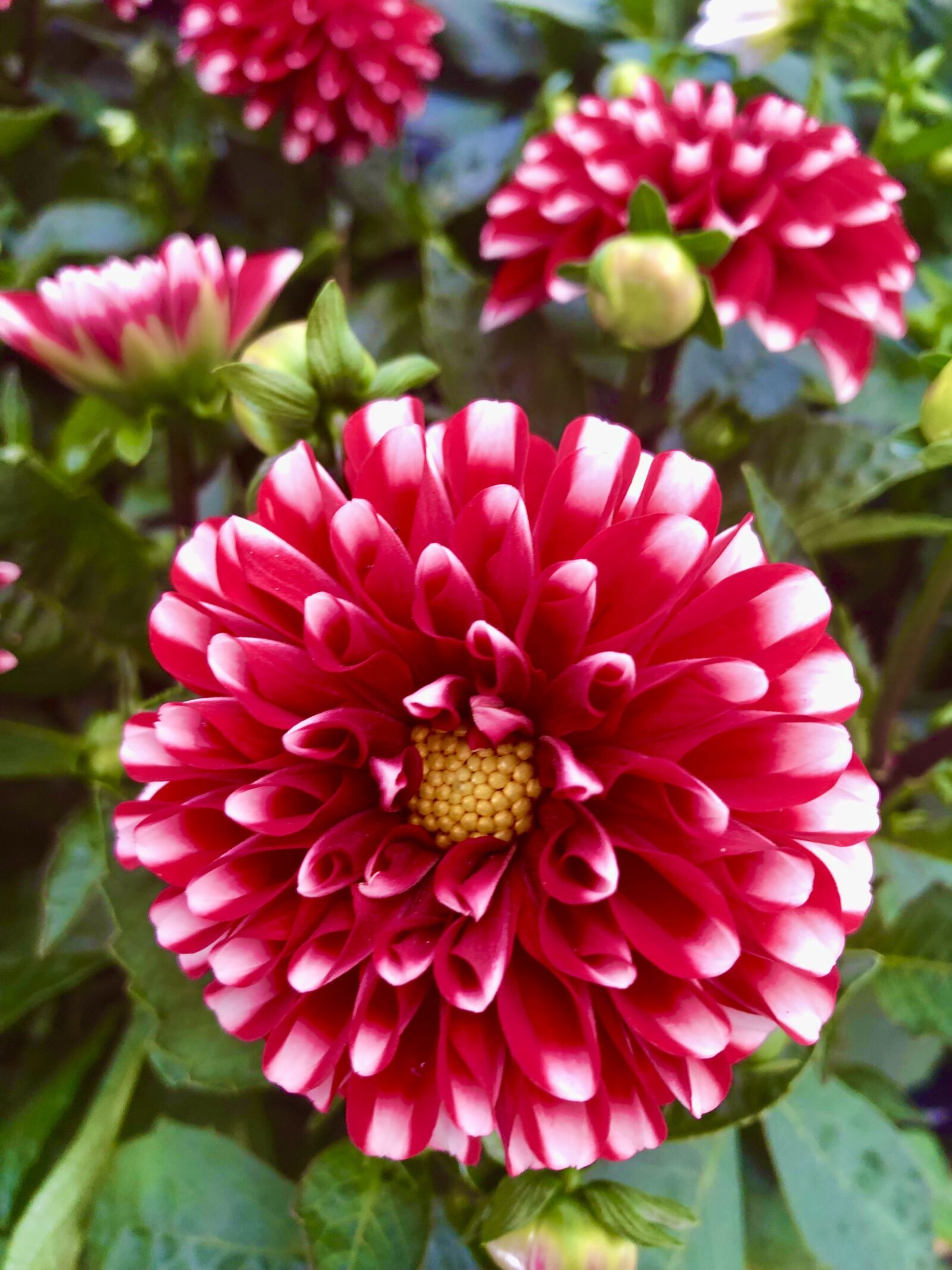 iPhone 8 back camera 3.99mm f/1.8 sample photo. Flower, decoration, flowers photography