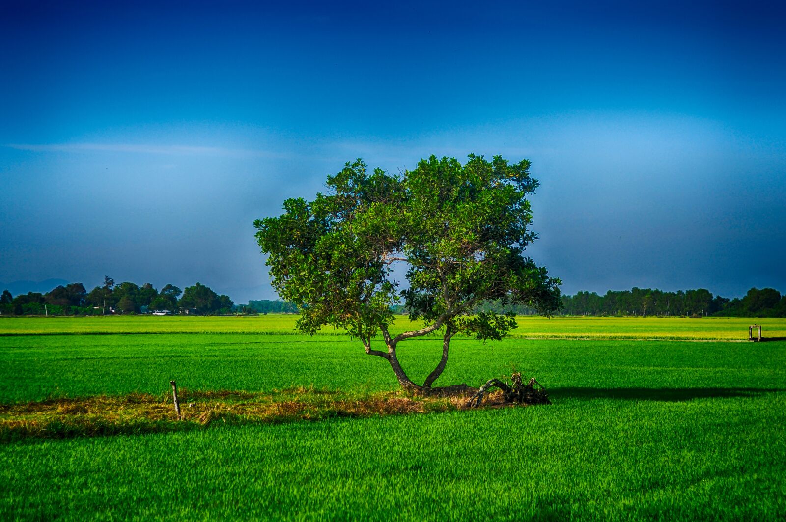 Nikon D90 sample photo. Alone, tree, nature photography