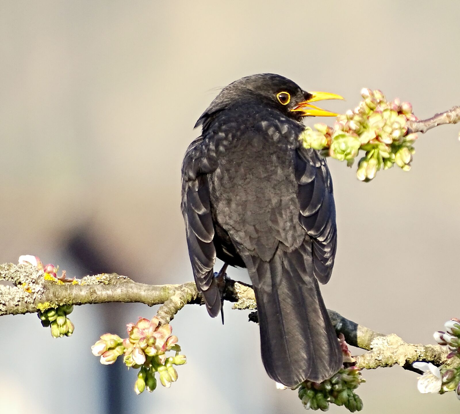 Sony Cyber-shot DSC-HX400V sample photo. Blackbird, bird, songbird photography