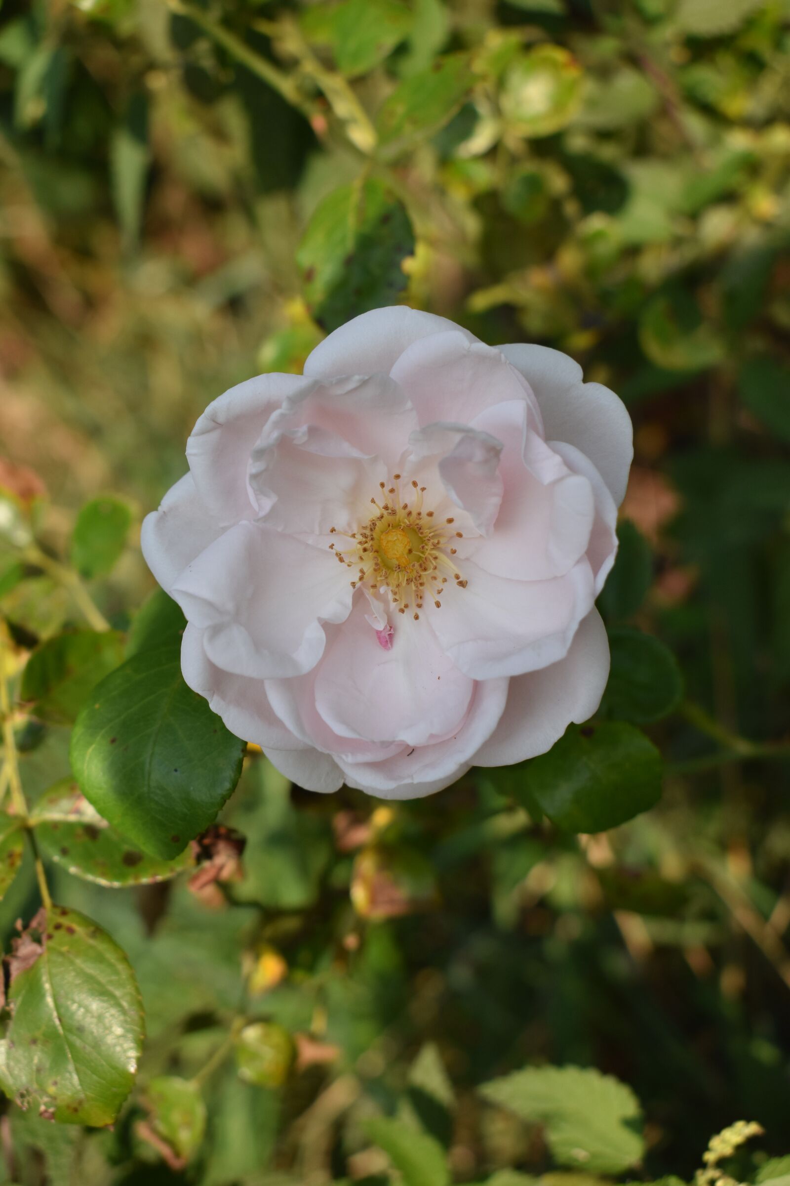 Nikon D3500 sample photo. White, rose, flowers photography
