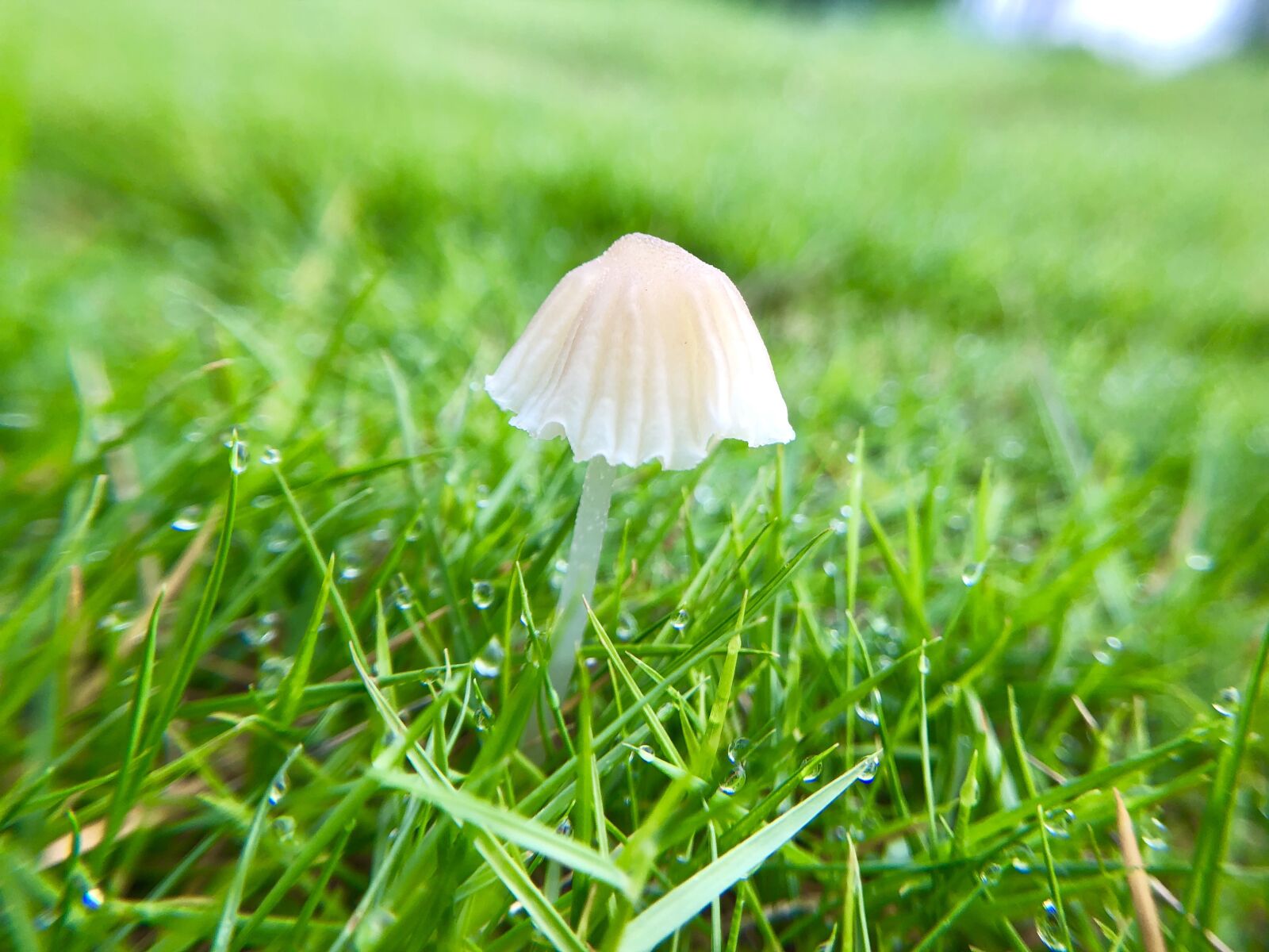 iPhone X back dual camera 4mm f/1.8 sample photo. Mushroom, fresh, natural photography