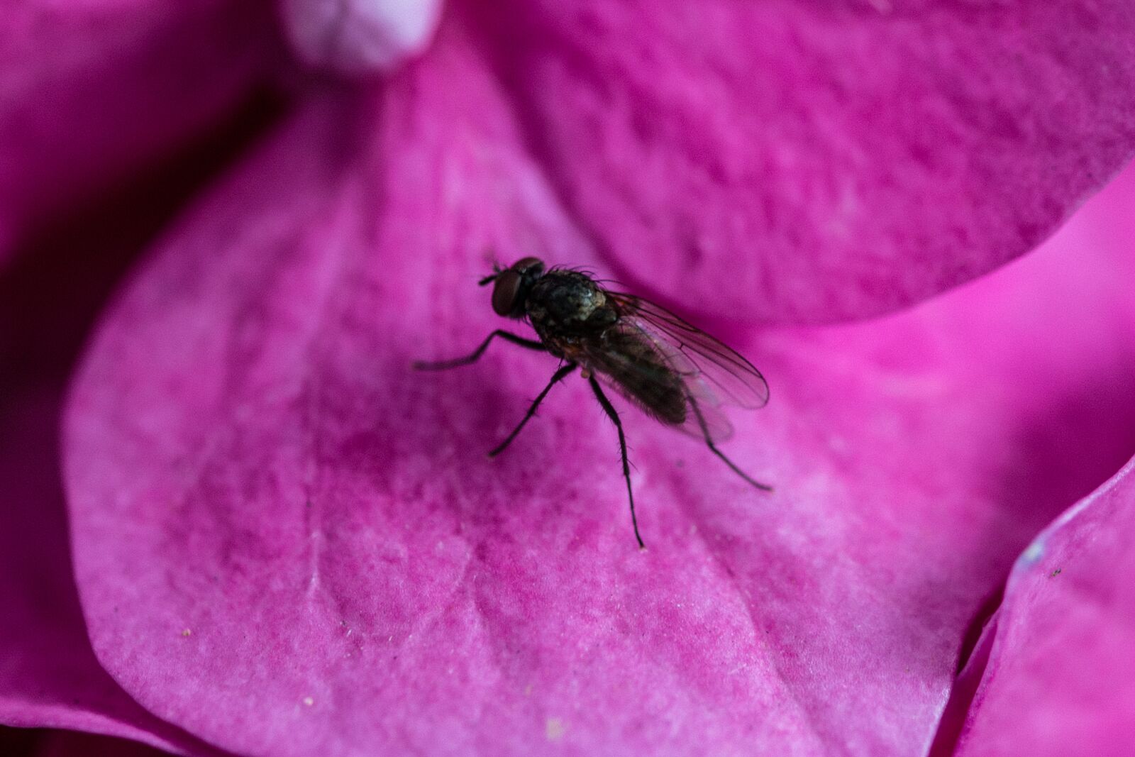 Canon EOS 70D sample photo. Fly, hydrangea, petal photography