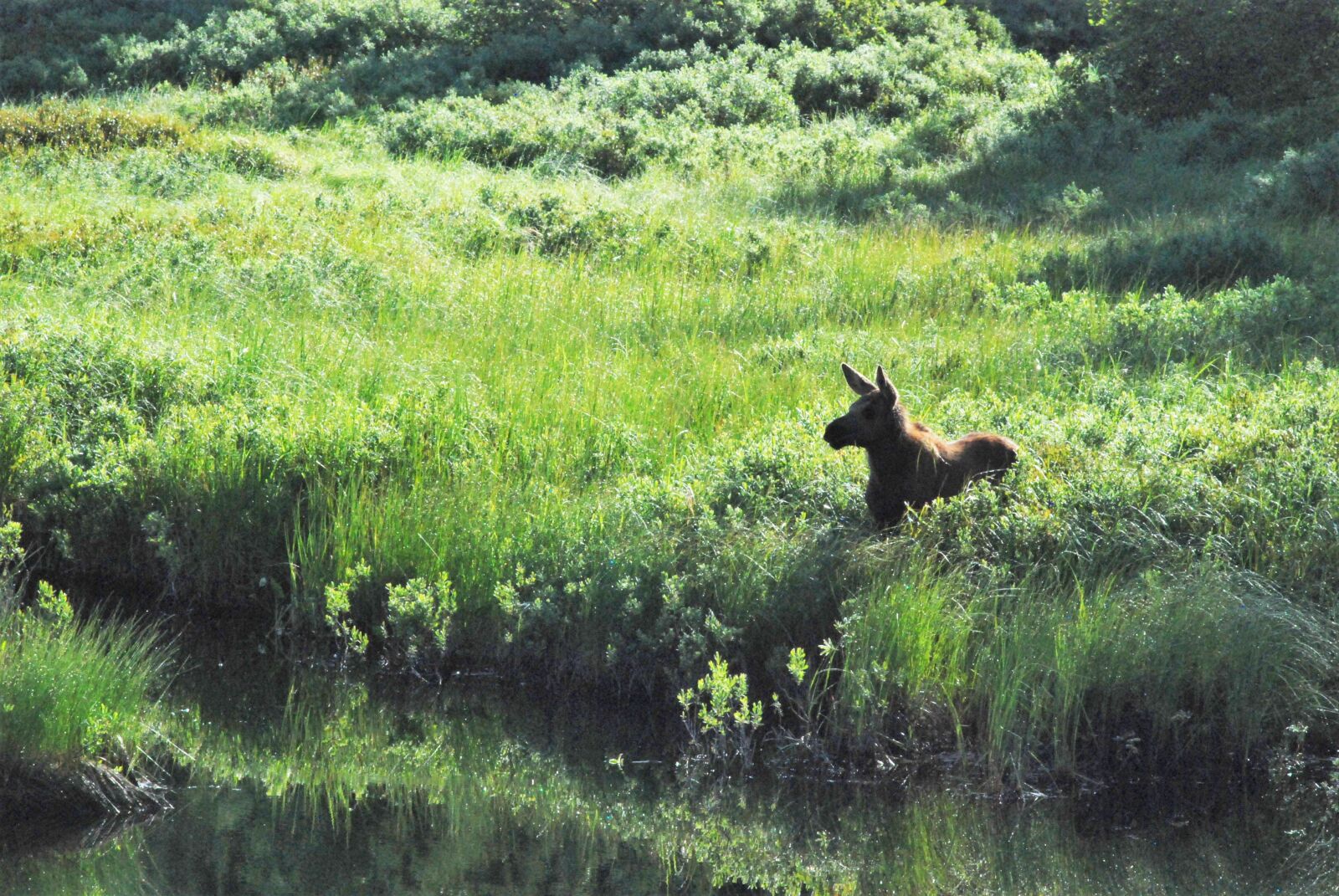 Nikon D80 sample photo. Looking, listening, cow photography