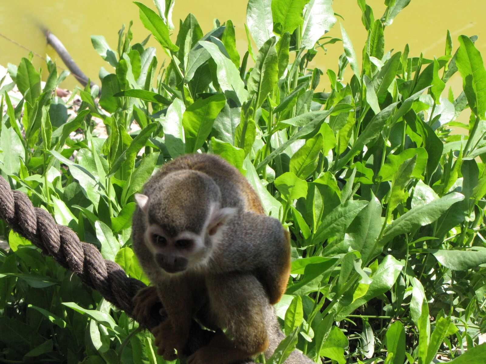 Canon PowerShot SX10 IS sample photo. Monkey, zoo, wild photography
