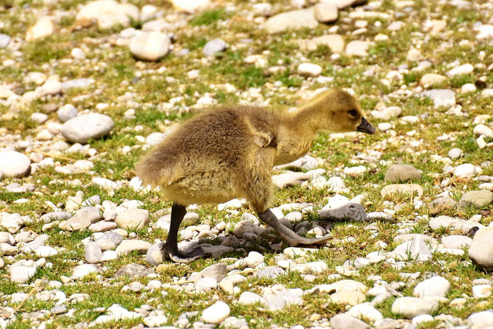 Nikon D7200 sample photo. Goslings, young bird, animal photography
