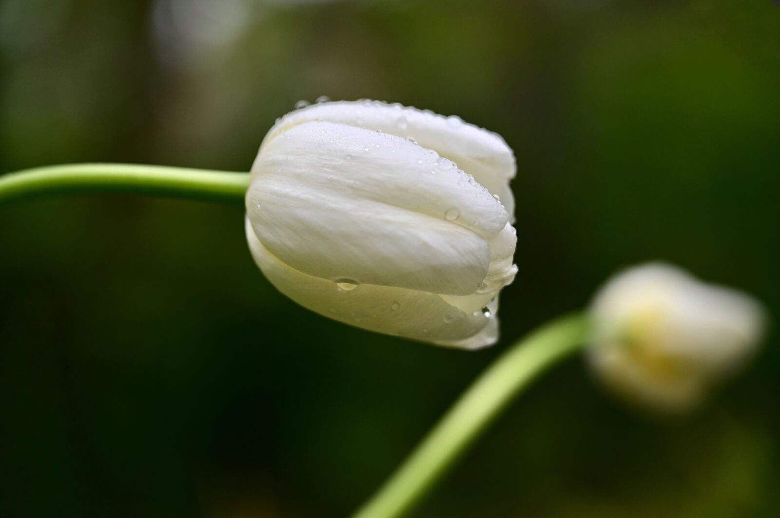 Nikon Nikkor Z 24-70mm F2.8 S sample photo. Tulip, white, blossom photography
