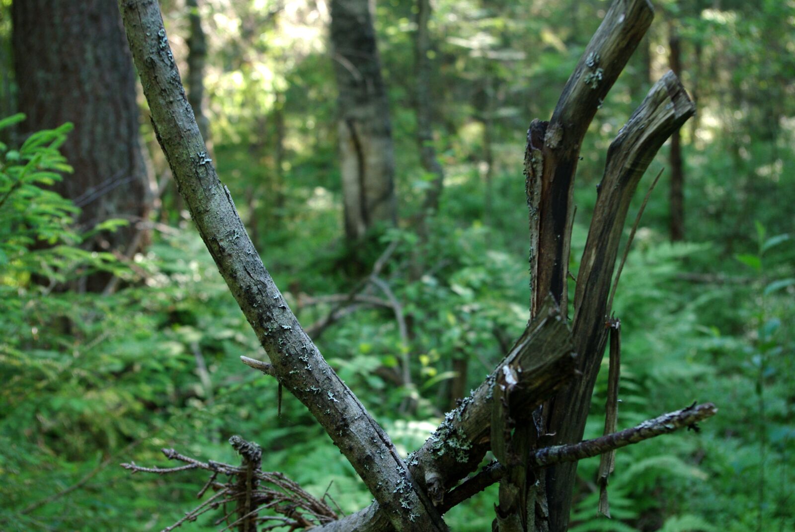Pentax K200D sample photo. Forest, branch, fauna photography