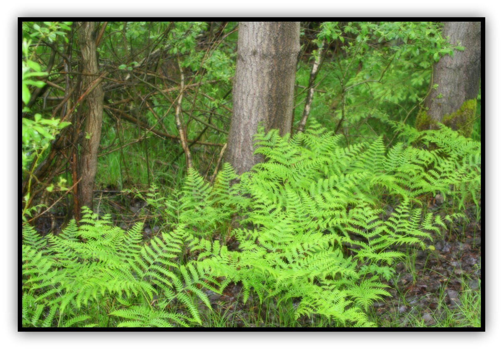Canon EOS 350D (EOS Digital Rebel XT / EOS Kiss Digital N) sample photo. Bracken, fern, moor photography