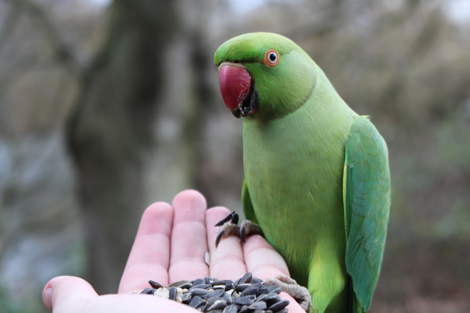 Canon EOS 700D (EOS Rebel T5i / EOS Kiss X7i) sample photo. Parakeet, bird, nature photography