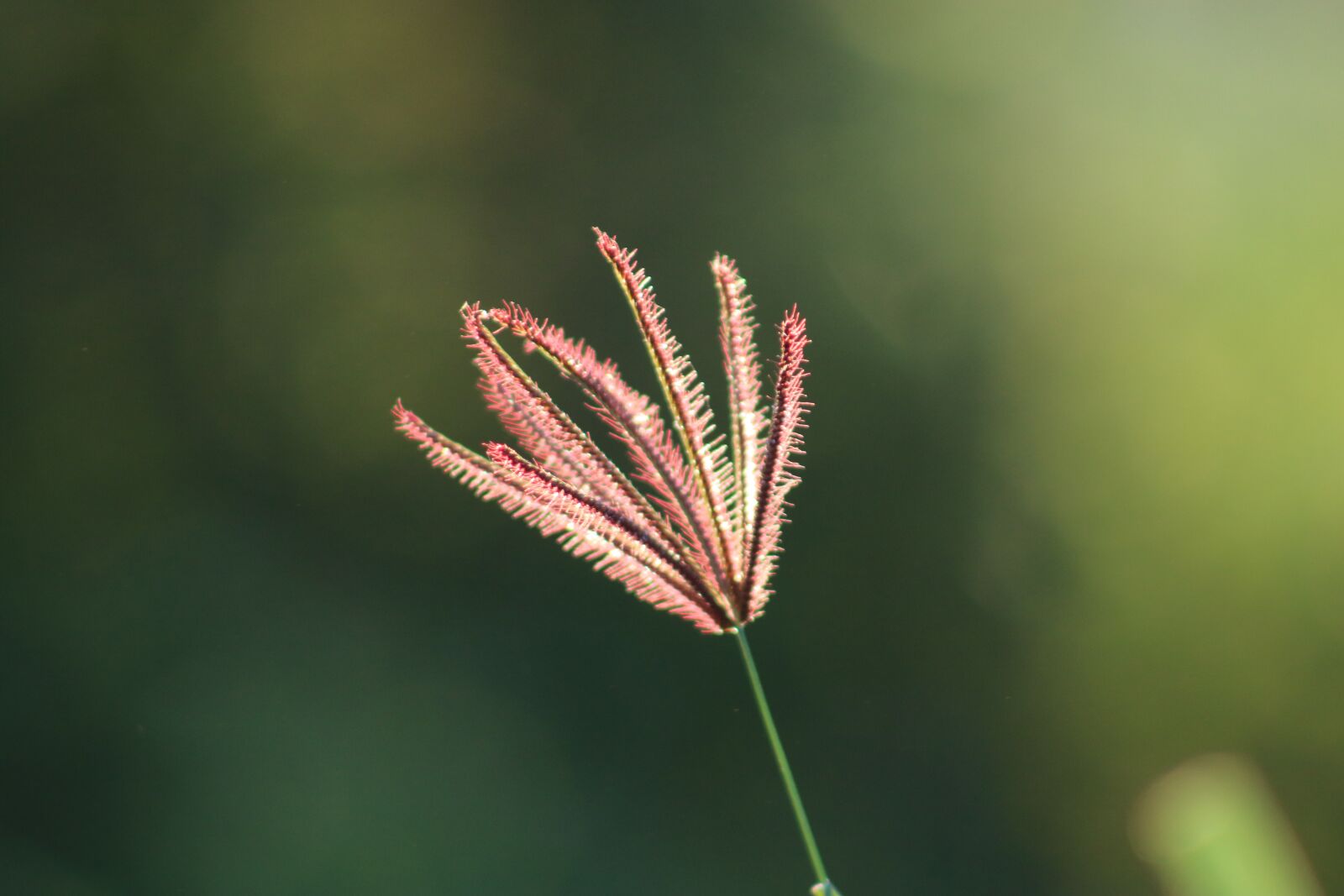 Canon EOS 750D (EOS Rebel T6i / EOS Kiss X8i) sample photo. Nature, green, earth photography
