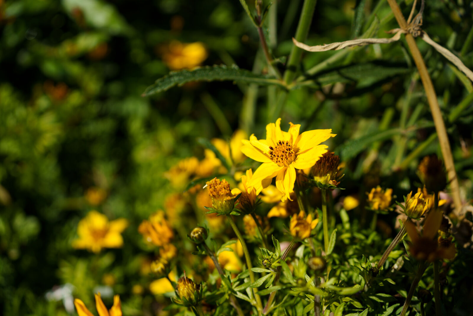 Tamron 50-400mm F4.5-6.3 Di III VC VXD sample photo. Flower at the sunshine photography