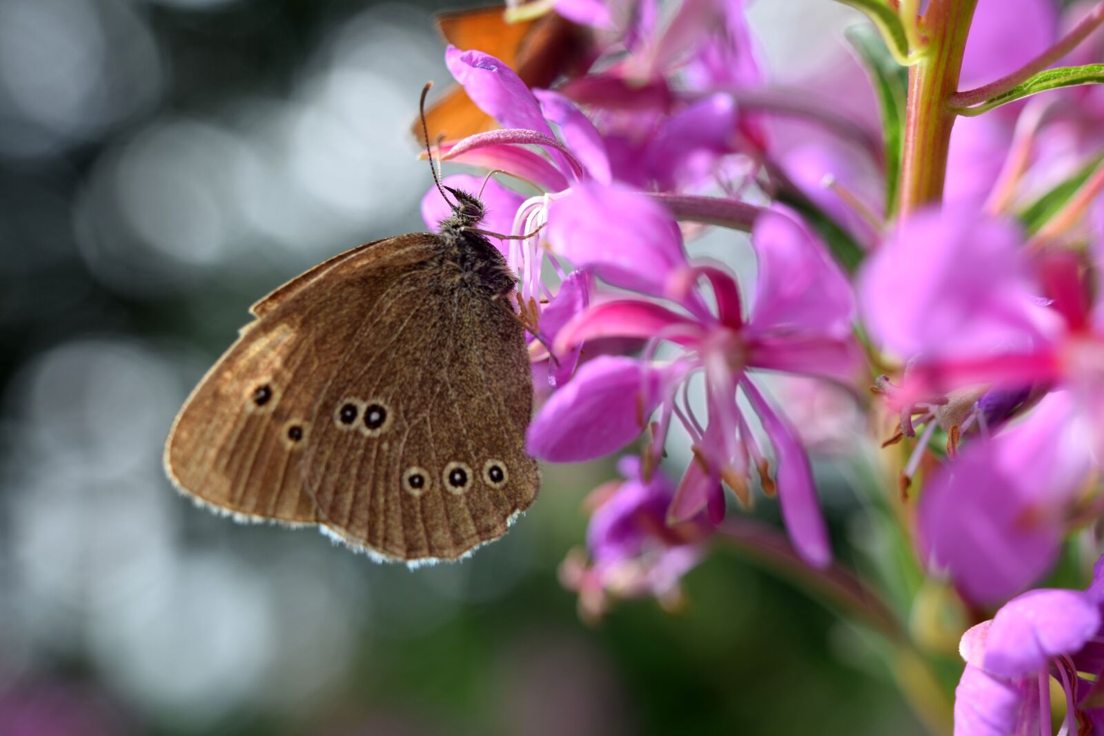 Nikon D5300 sample photo. Butterfly, blossom, bloom photography
