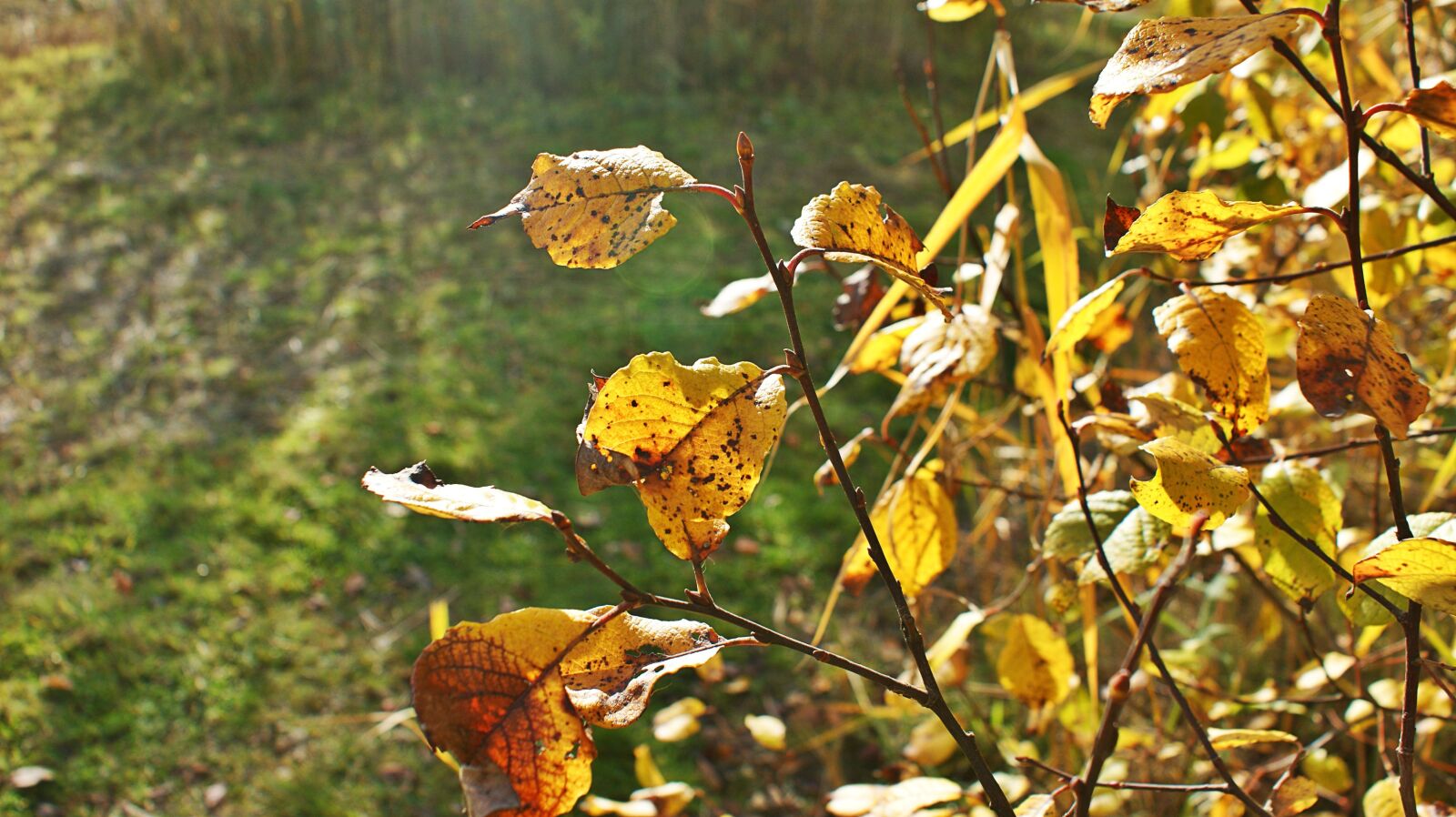Sony Alpha DSLR-A350 sample photo. Autumn, sun, leaves photography