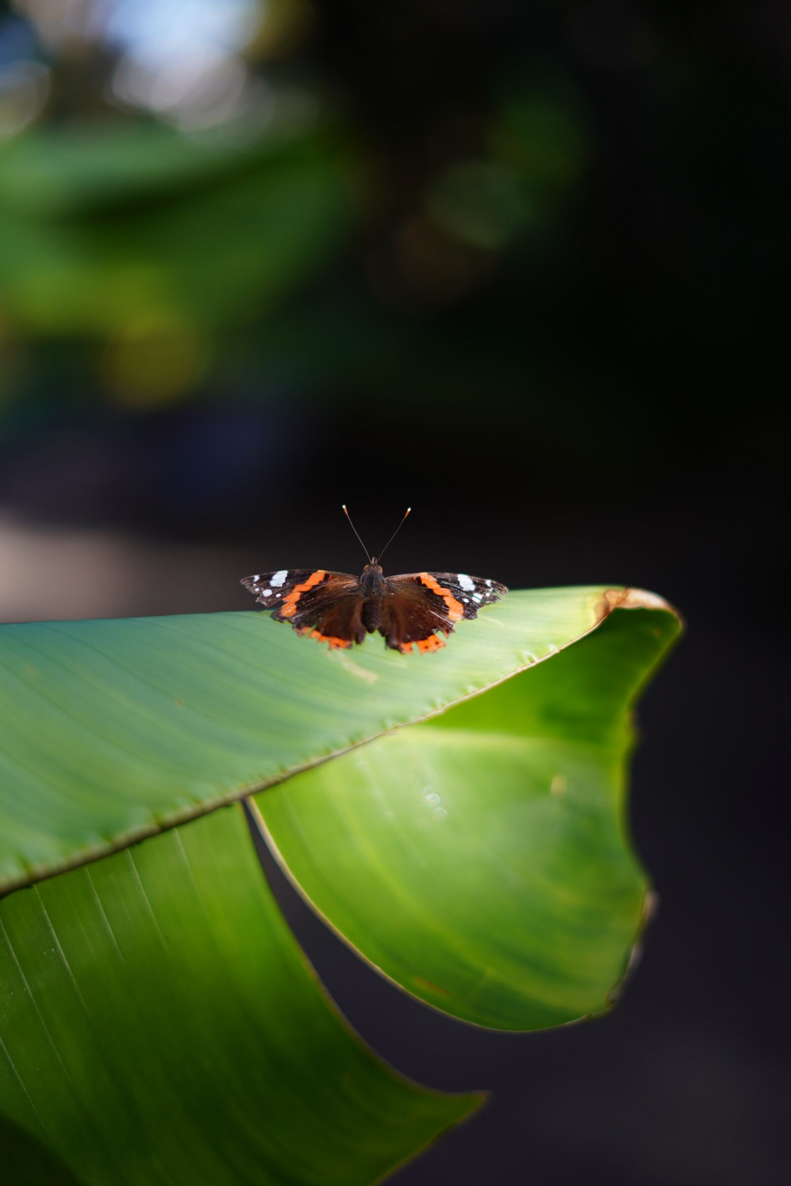 Sony a7 III + Sony FE 50mm F1.8 sample photo. Butterfly, nature, leaf photography