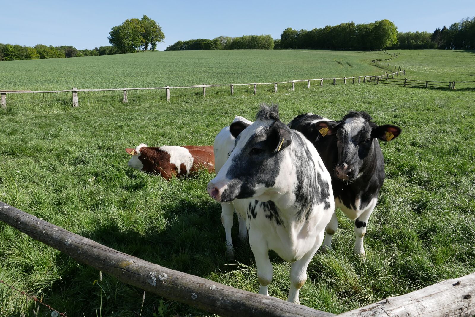 Panasonic Lumix DMC-GX85 (Lumix DMC-GX80 / Lumix DMC-GX7 Mark II) sample photo. Cow, meadow, cattle photography