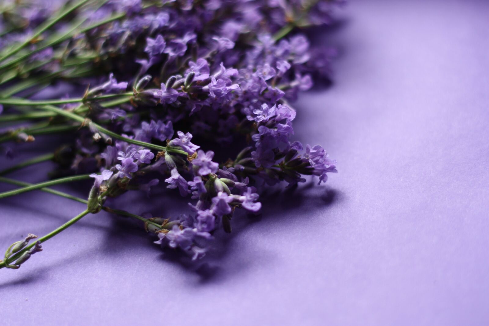 Canon EOS 450D (EOS Rebel XSi / EOS Kiss X2) sample photo. Lavender, nature, plant photography