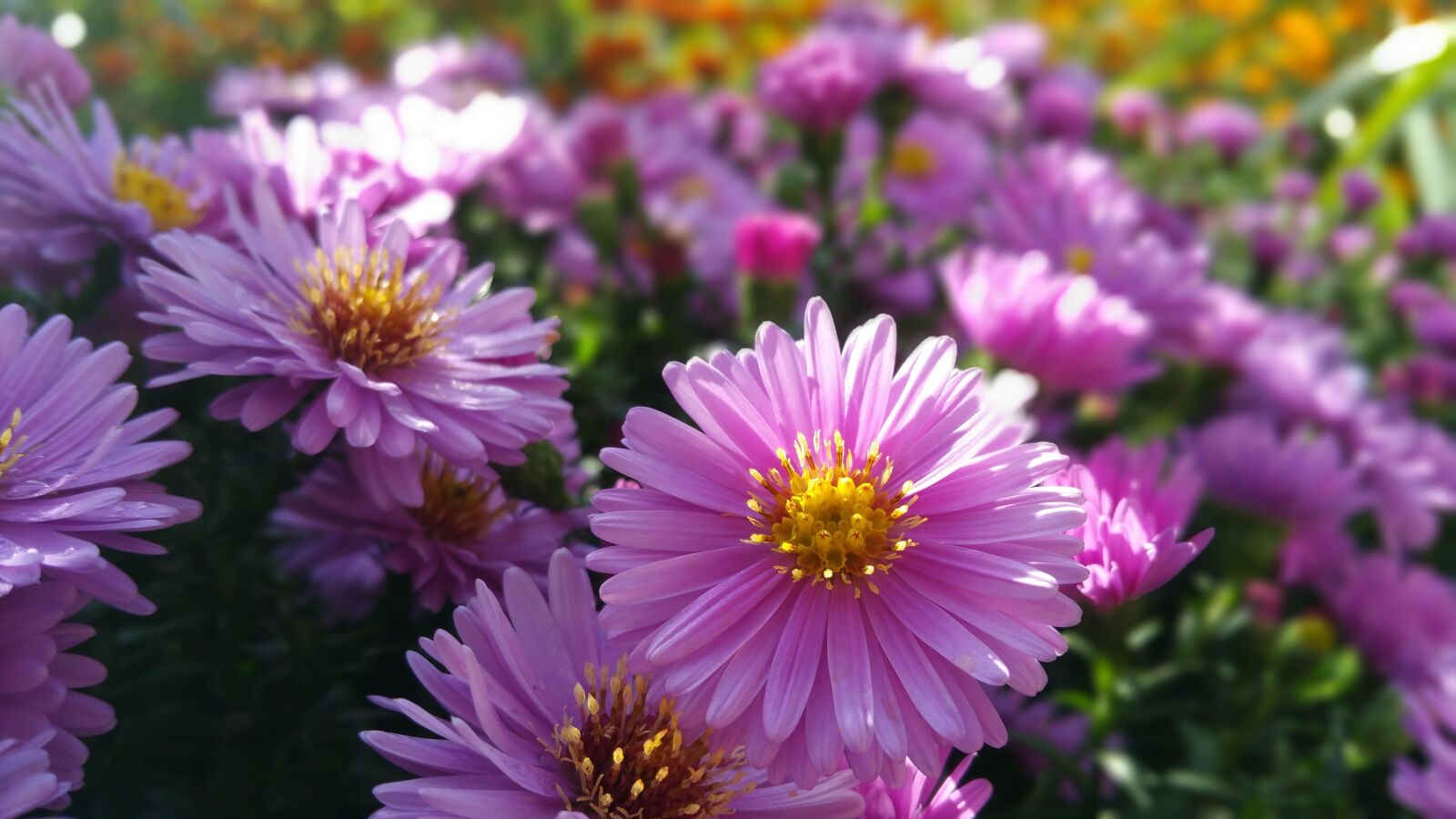 Samsung Galaxy Note4 sample photo. Nature, flower, spring photography