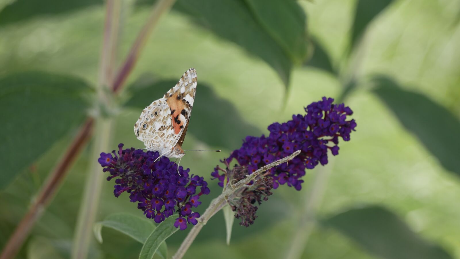Panasonic Lumix DMC-GX85 (Lumix DMC-GX80 / Lumix DMC-GX7 Mark II) sample photo. Butterfly, flower, nature photography
