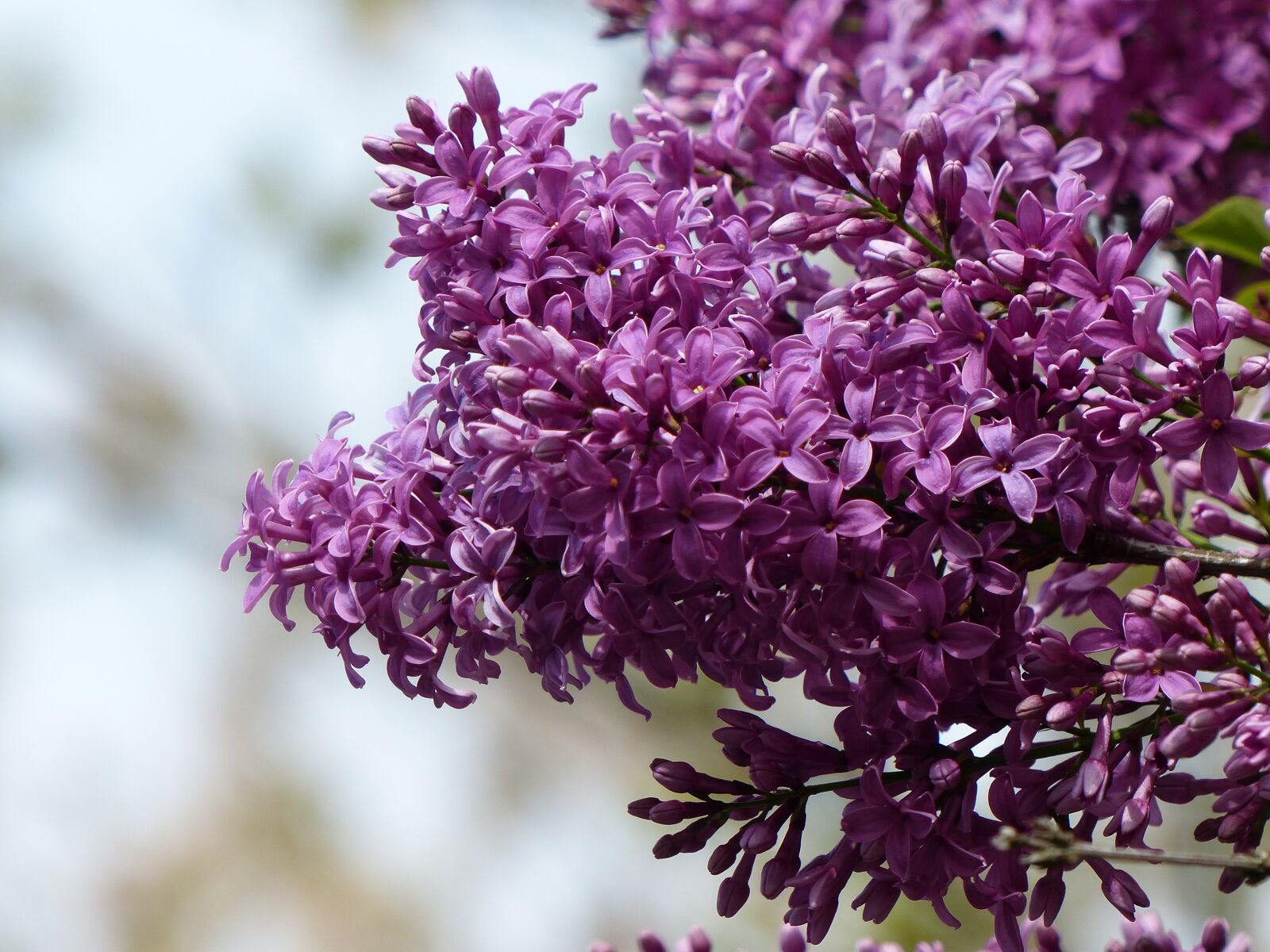 Panasonic Lumix DMC-FZ200 sample photo. Lilac, flowers, spring photography