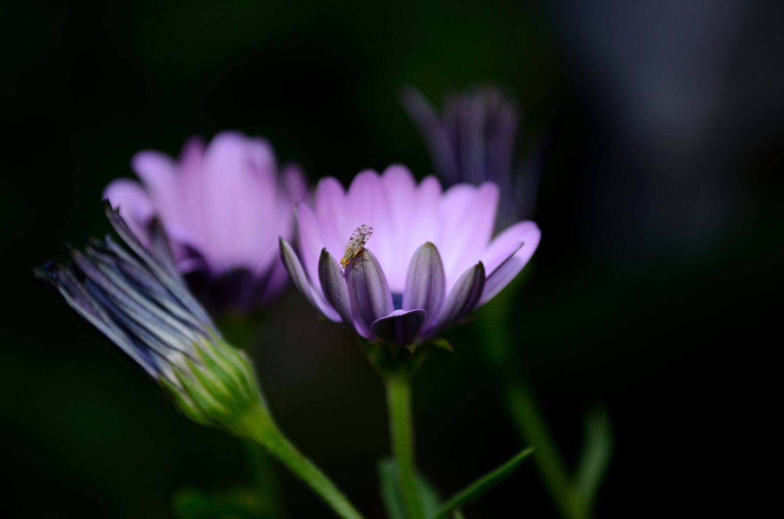 Nikon D5100 sample photo. Flower, purple, purple flower photography