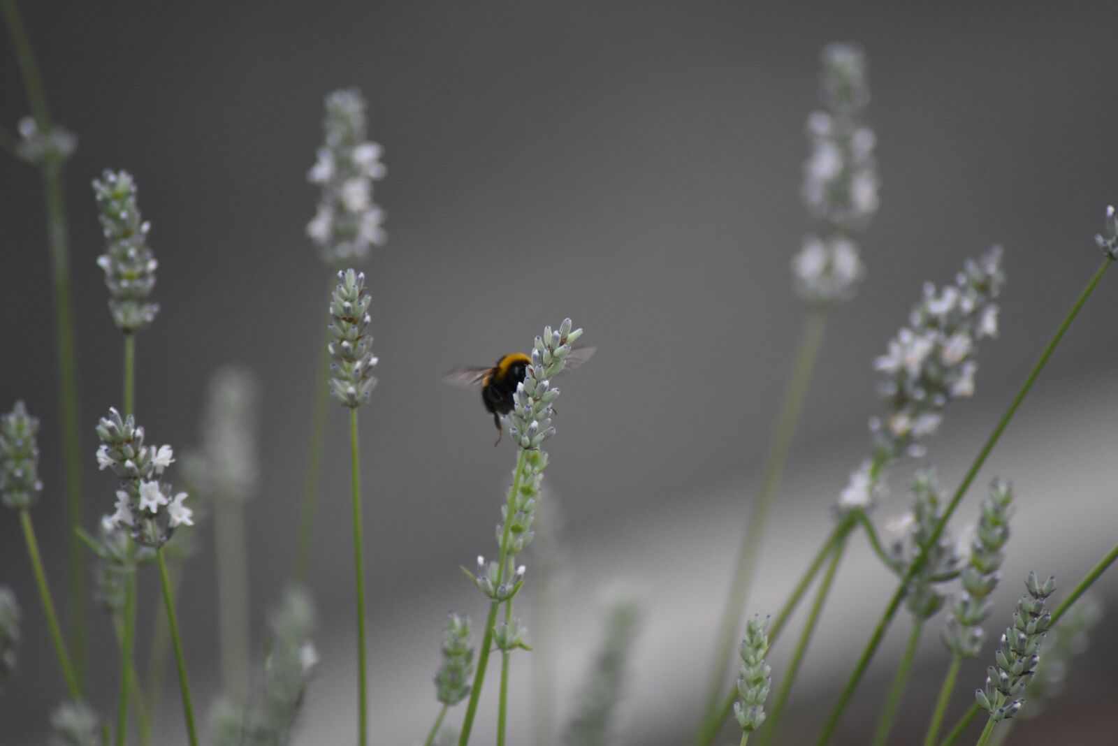 Nikon D750 sample photo. Flower, bourdon, lavender photography