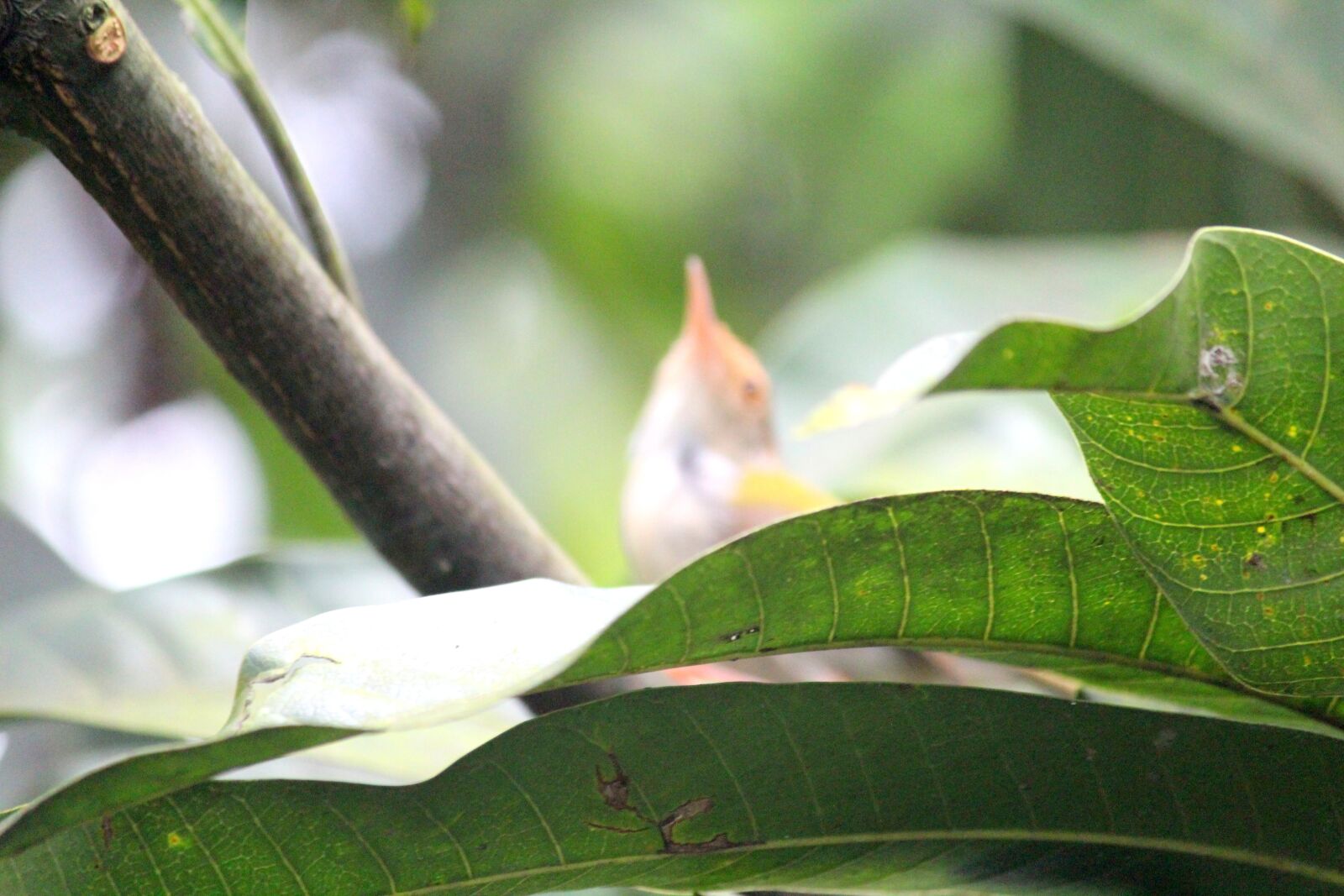 Canon EOS 1200D (EOS Rebel T5 / EOS Kiss X70 / EOS Hi) sample photo. Tiny bird, bird, nature photography