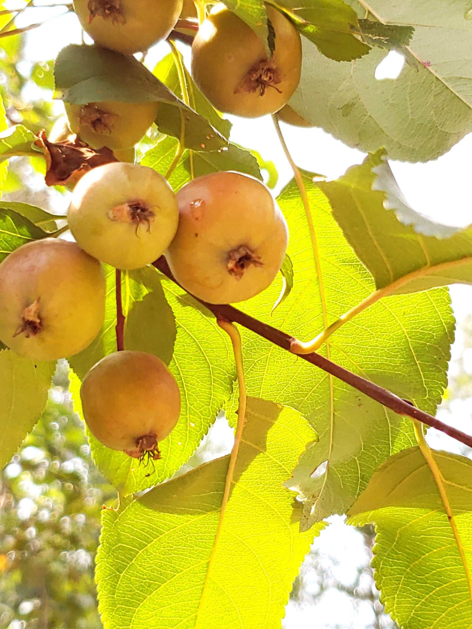 Samsung Galaxy S9 sample photo. Apple, garden, tree photography