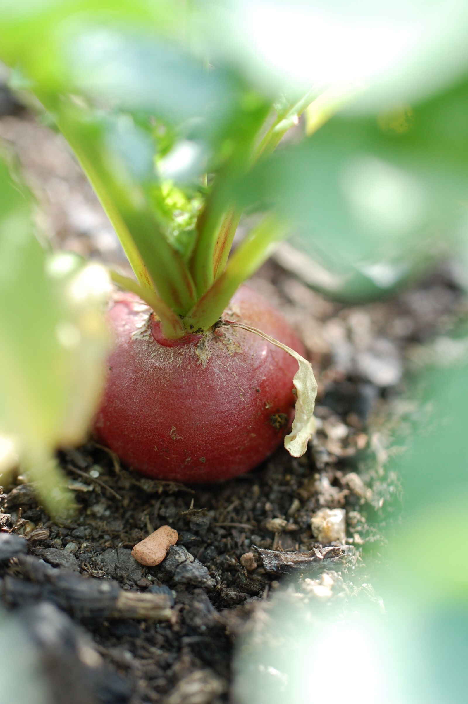 Nikon D40 sample photo. Blur, close, up, garden photography