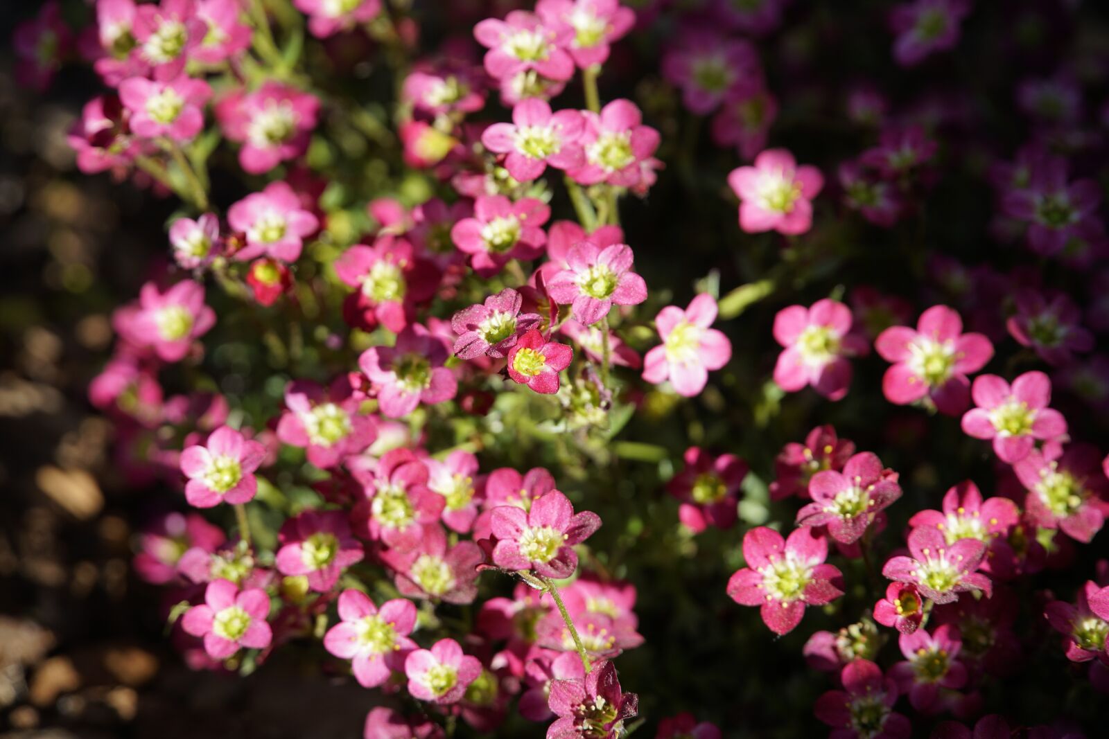 Sony a7R II + Sony E PZ 18-105mm F4 G OSS sample photo. Saxifraga, garden, spring photography