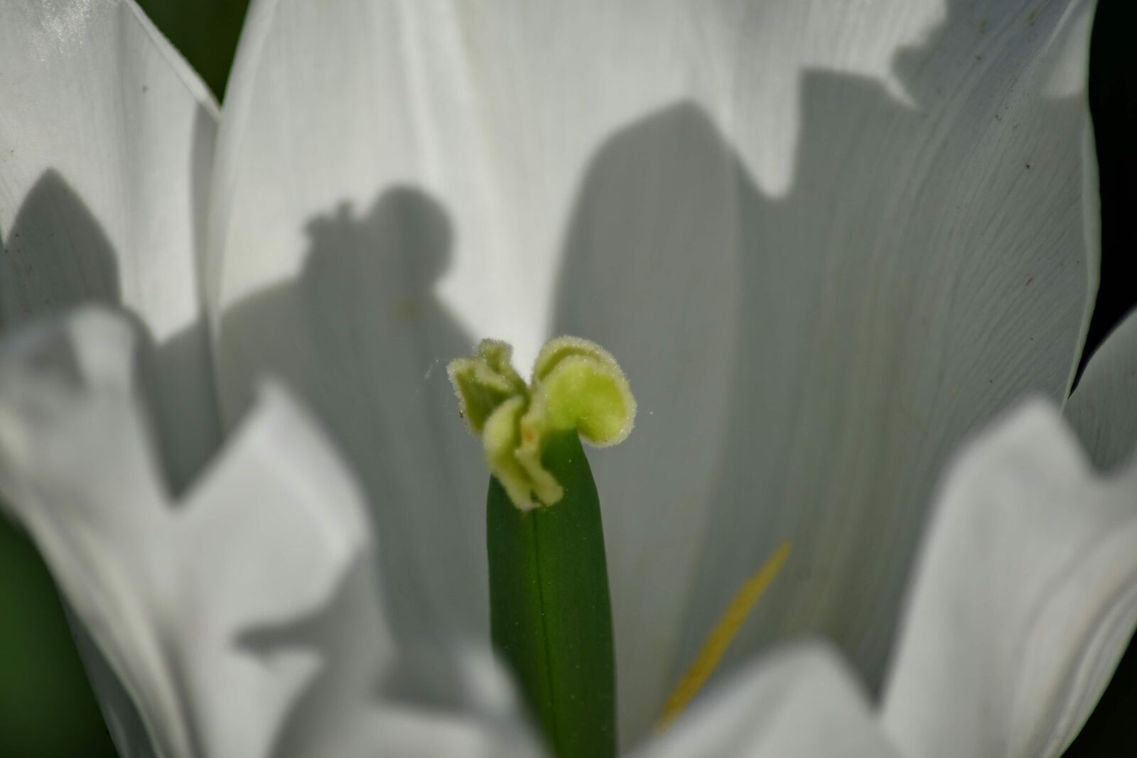 Nikon D5500 sample photo. Organism, pistil, white flower photography