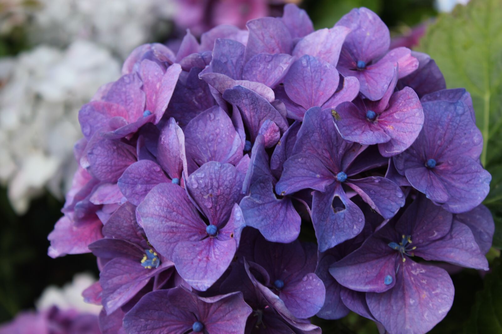 Canon EOS 550D (EOS Rebel T2i / EOS Kiss X4) sample photo. Hydrangea, violet, pink photography